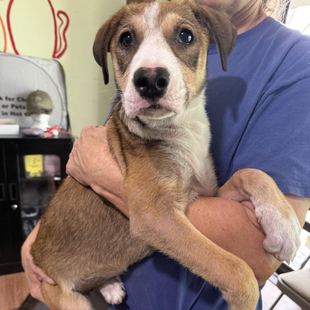 Enlarge Penne, a Adoptable mixed breed in San Antonio, TX image 3/6