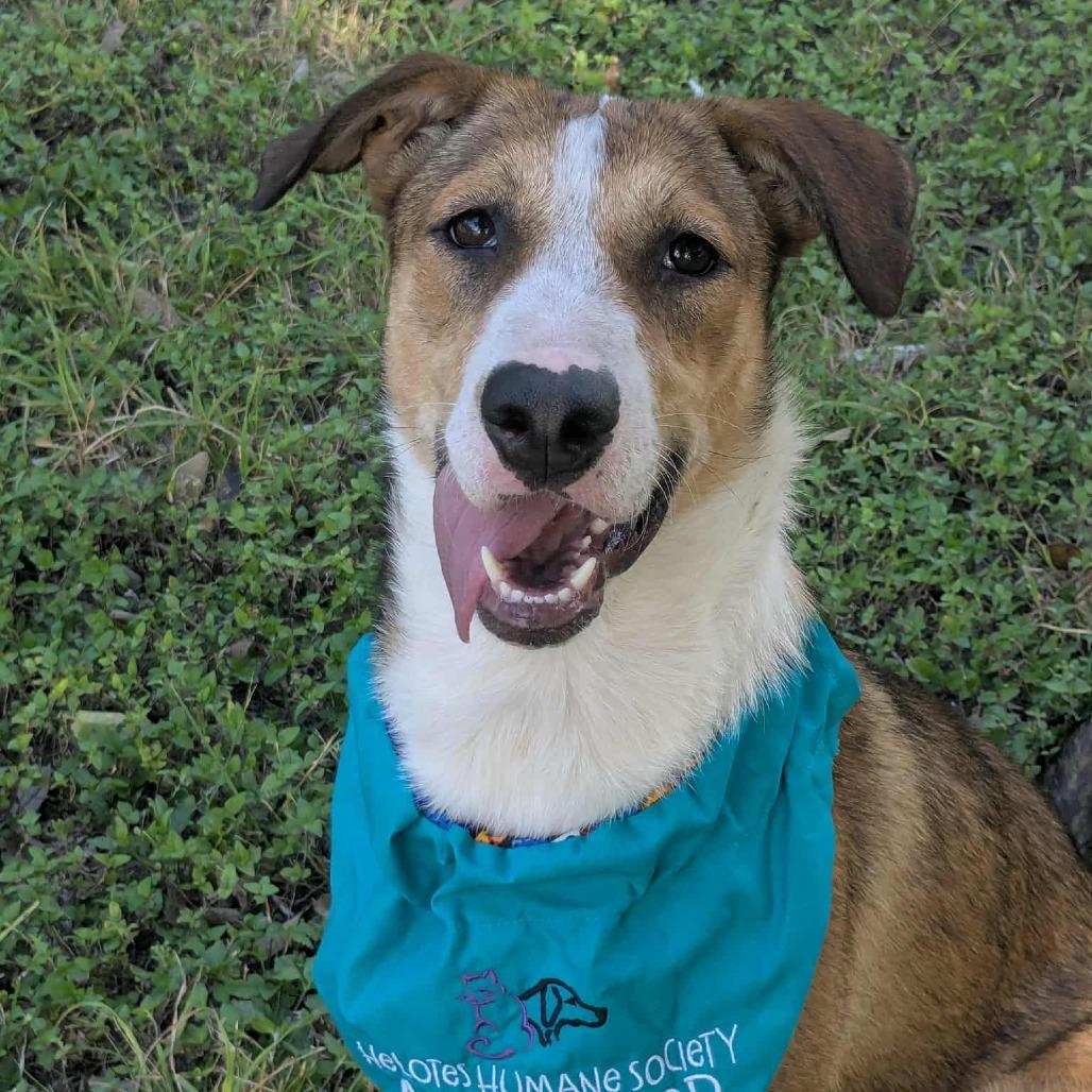 Enlarge Penne, a Adoptable mixed breed in San Antonio, TX image 4/6