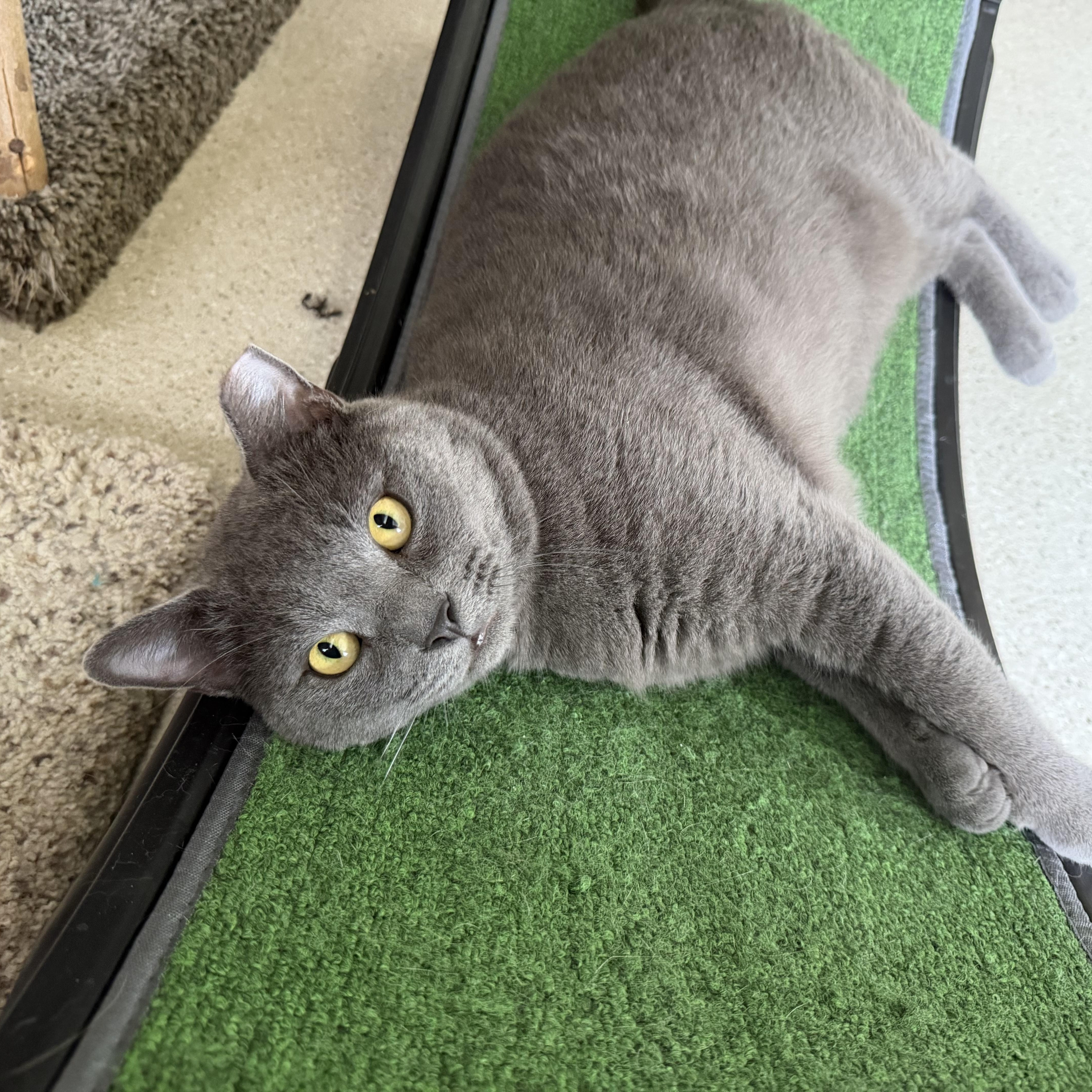 Enlarge Vega, a Adoptable Domestic Short Hair in Cincinnati, OH image 4/6