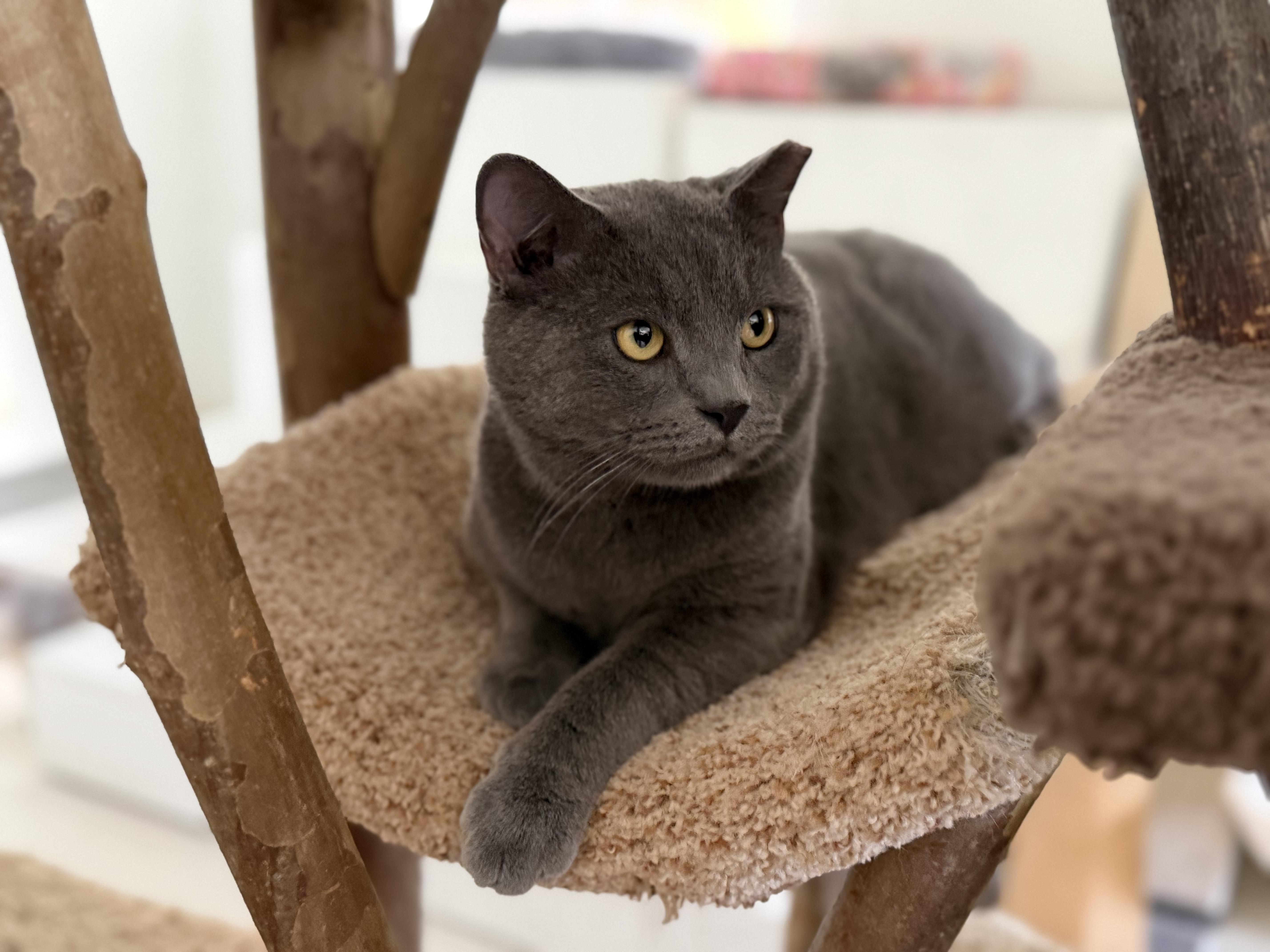 Enlarge Vega, a Adoptable Domestic Short Hair in Cincinnati, OH image 6/6