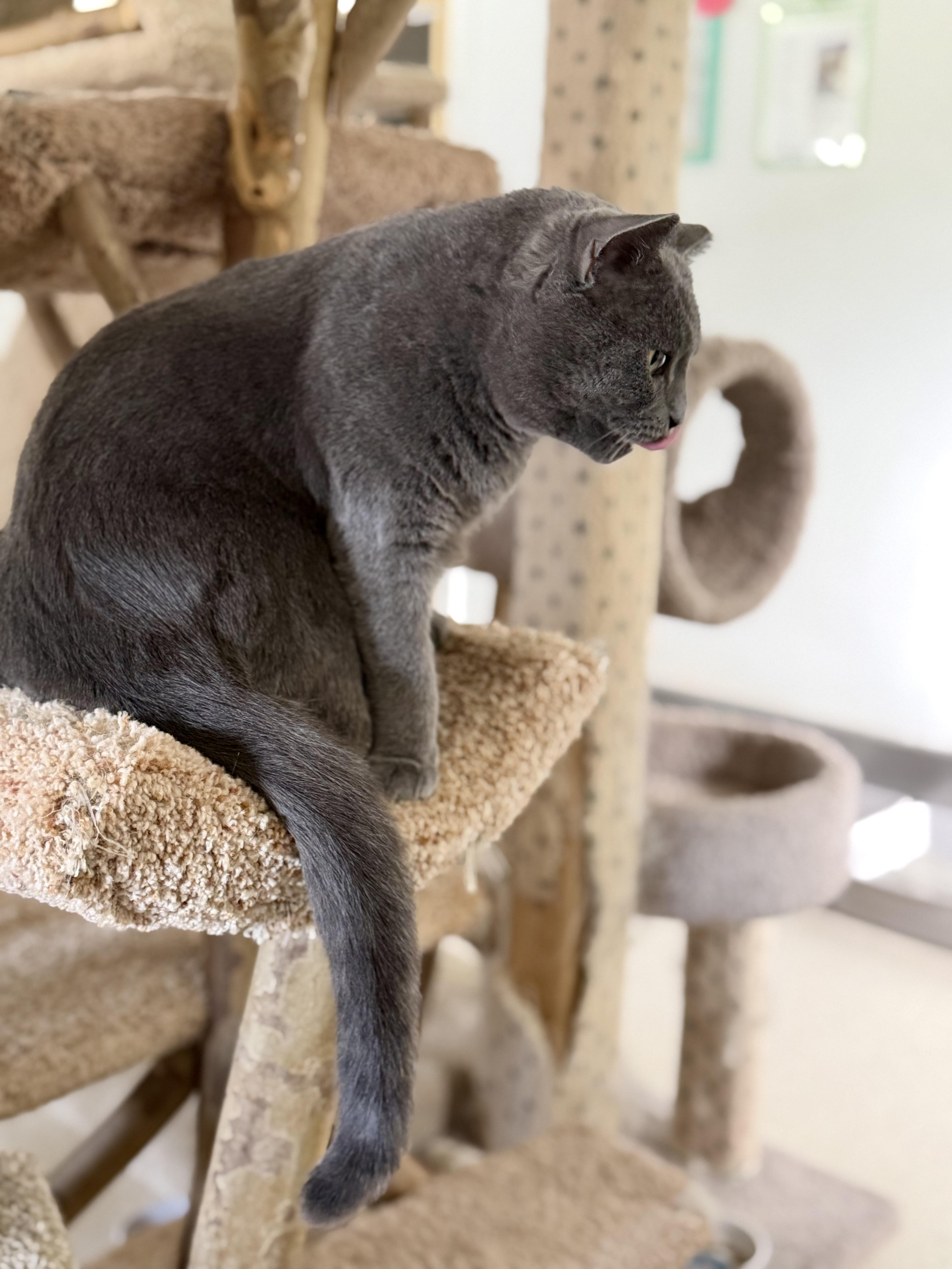 Enlarge Vega, a Adoptable Domestic Short Hair in Cincinnati, OH image 2/6