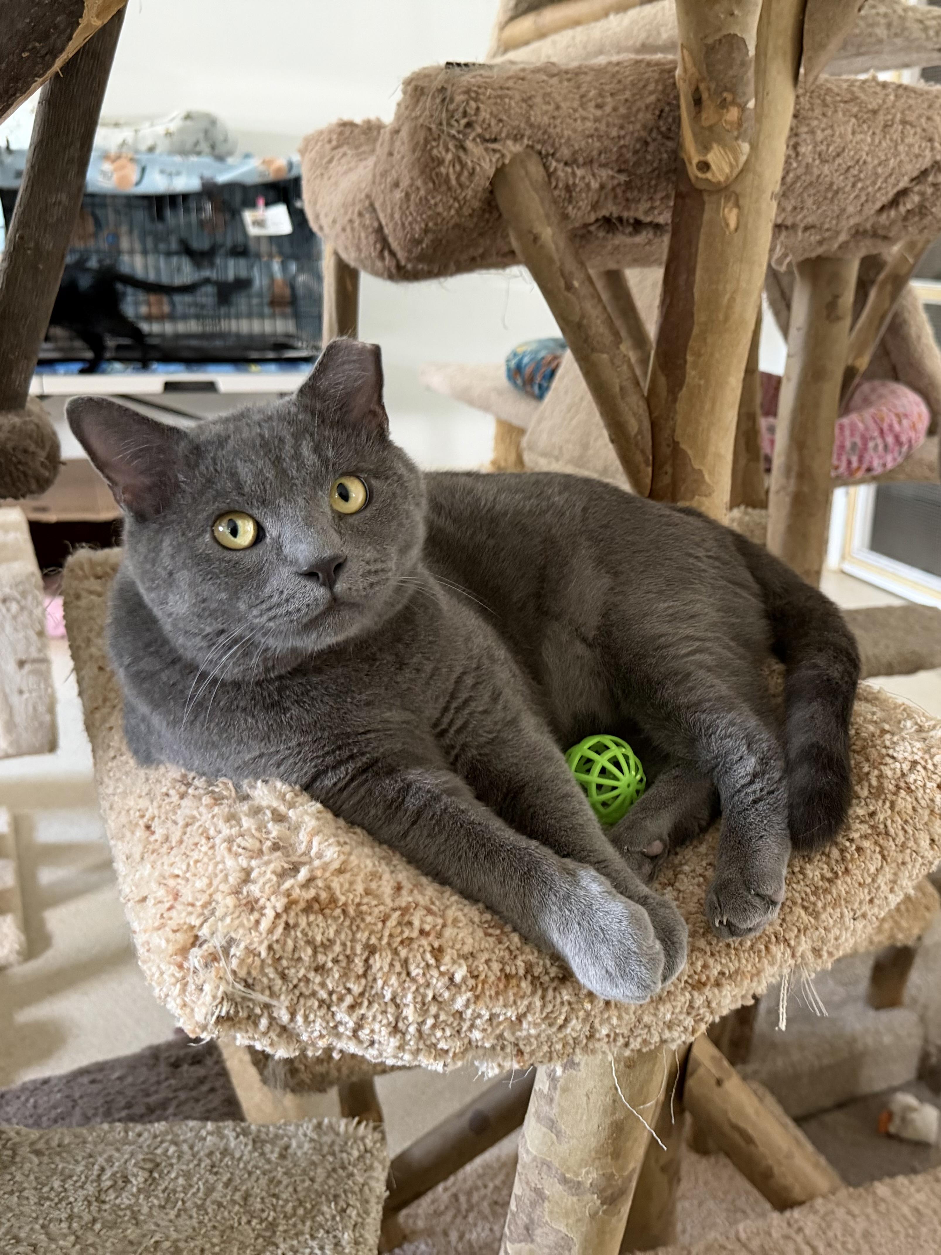 Enlarge Vega, a Adoptable Domestic Short Hair in Cincinnati, OH image 1/6
