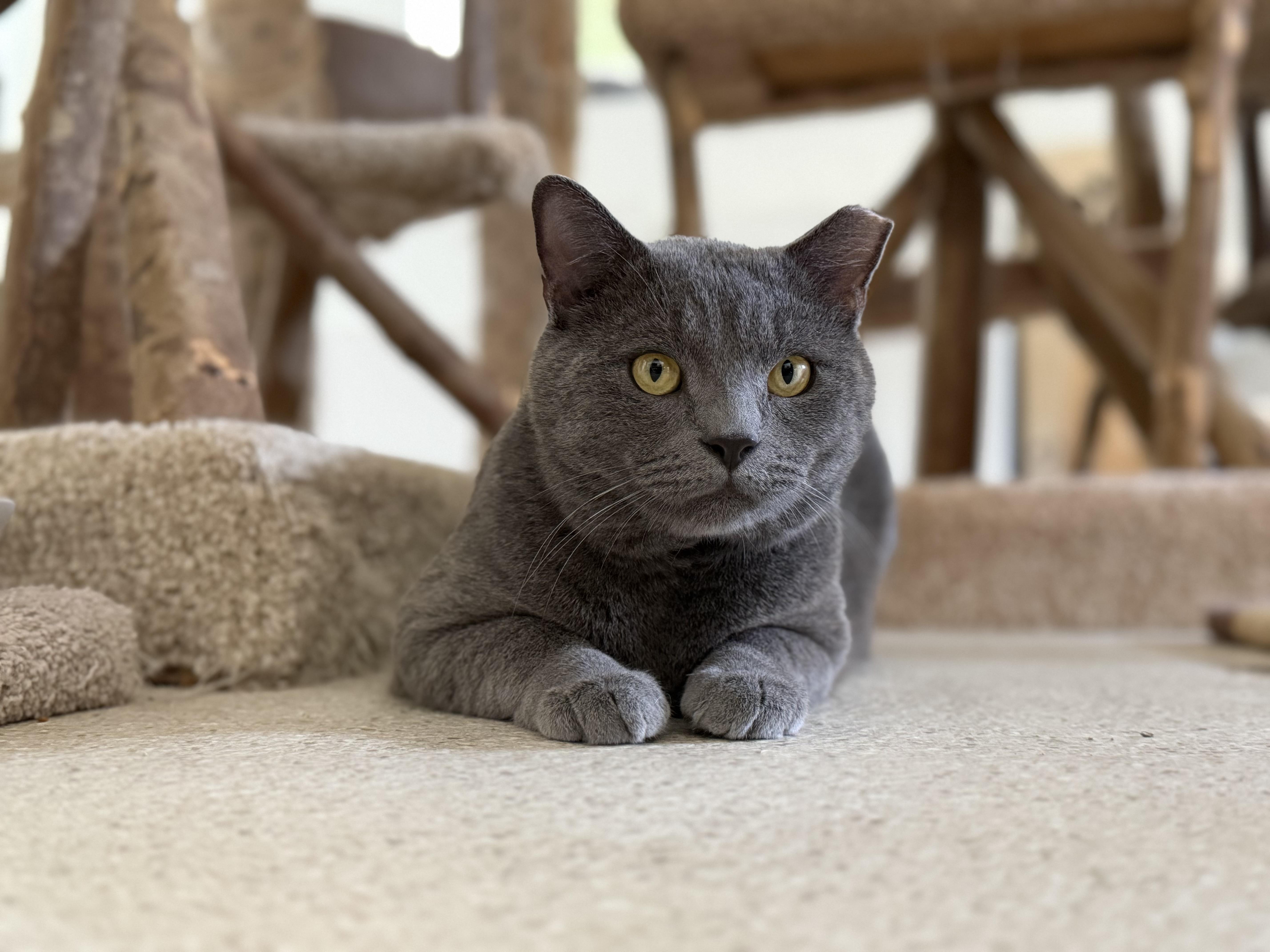 Enlarge Vega, a Adoptable Domestic Short Hair in Cincinnati, OH image 5/6