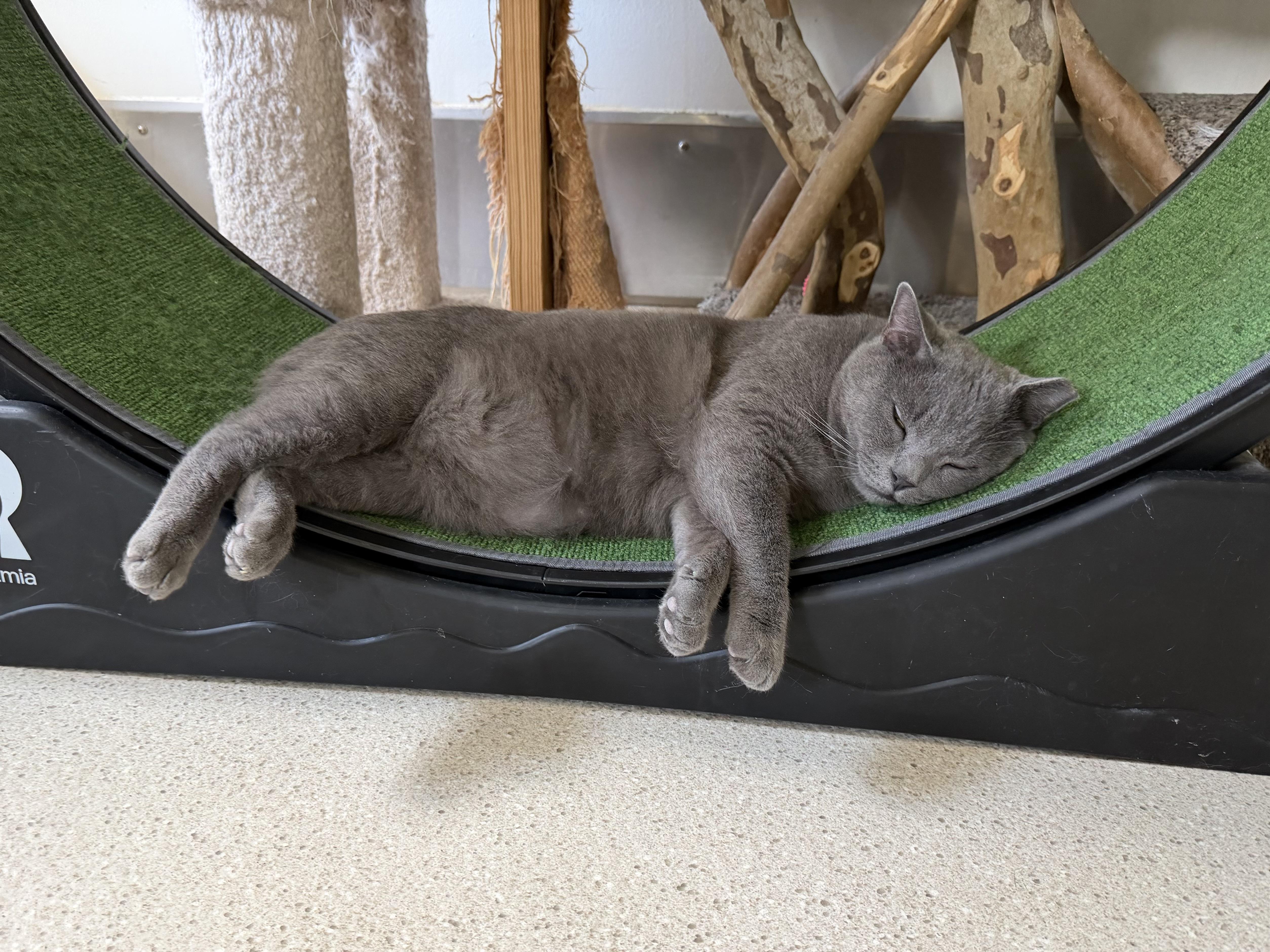 Enlarge Vega, a Adoptable Domestic Short Hair in Cincinnati, OH image 3/6
