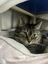 Sasha, adopted, Adult Female Domestic Short Hair.