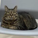 Sasha, an adopted Domestic Short Hair in Whitby, ON image 3/3