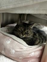 Sasha, an adopted Domestic Short Hair in Whitby, ON image 2/3