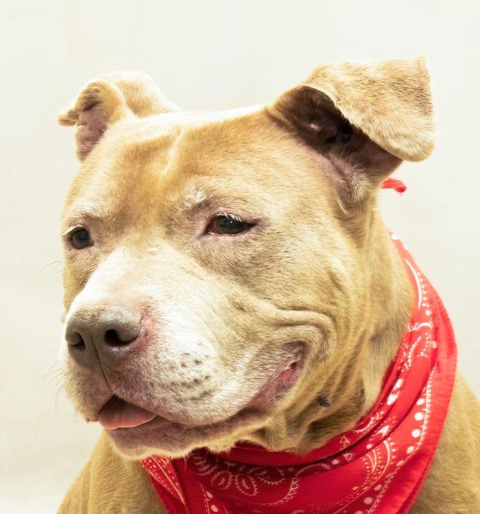 Morty, Senior Male American Staffordshire Terrier