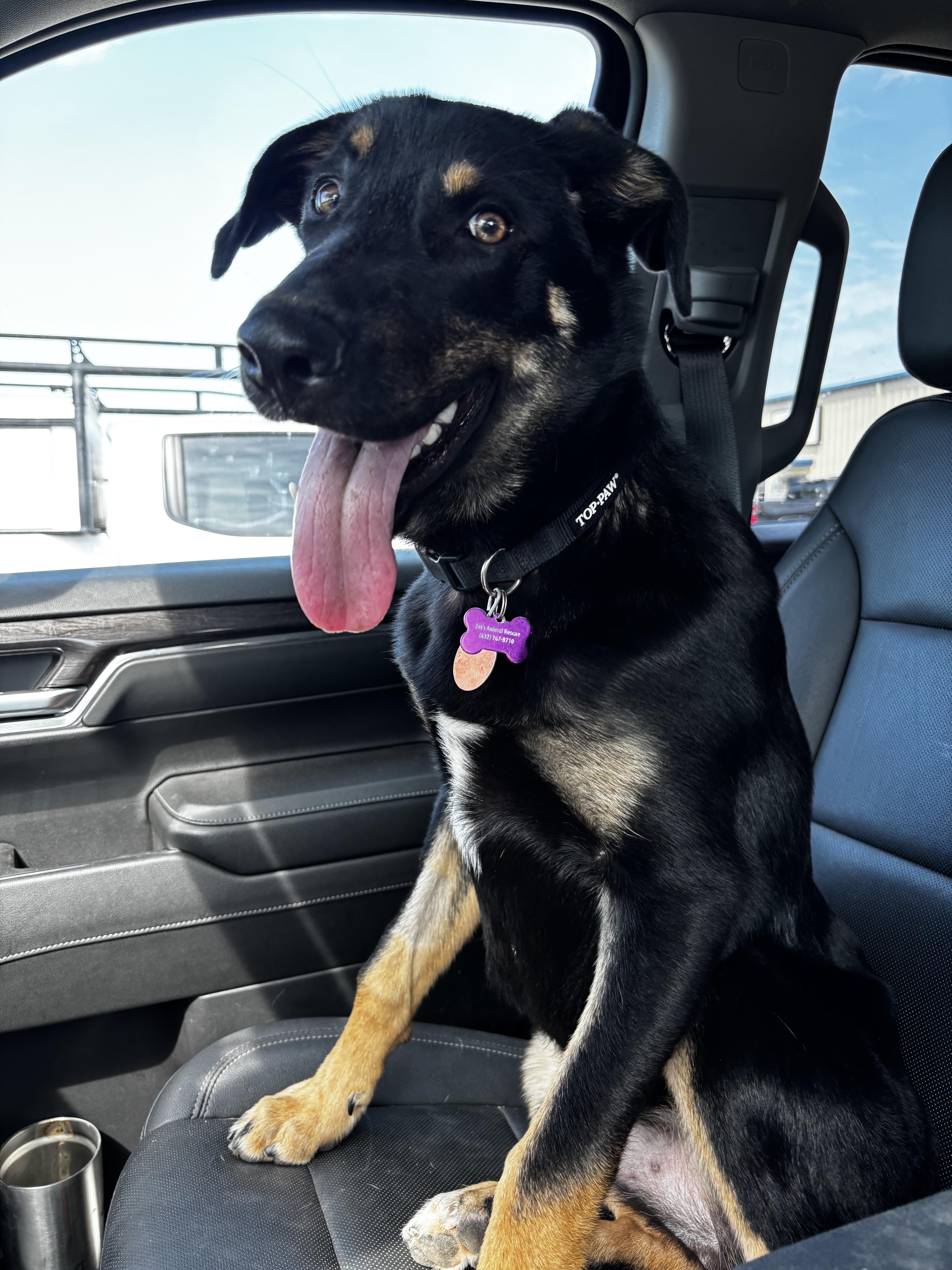 Colin, an adoptable mixed breed in Bryan, TX image 5/6