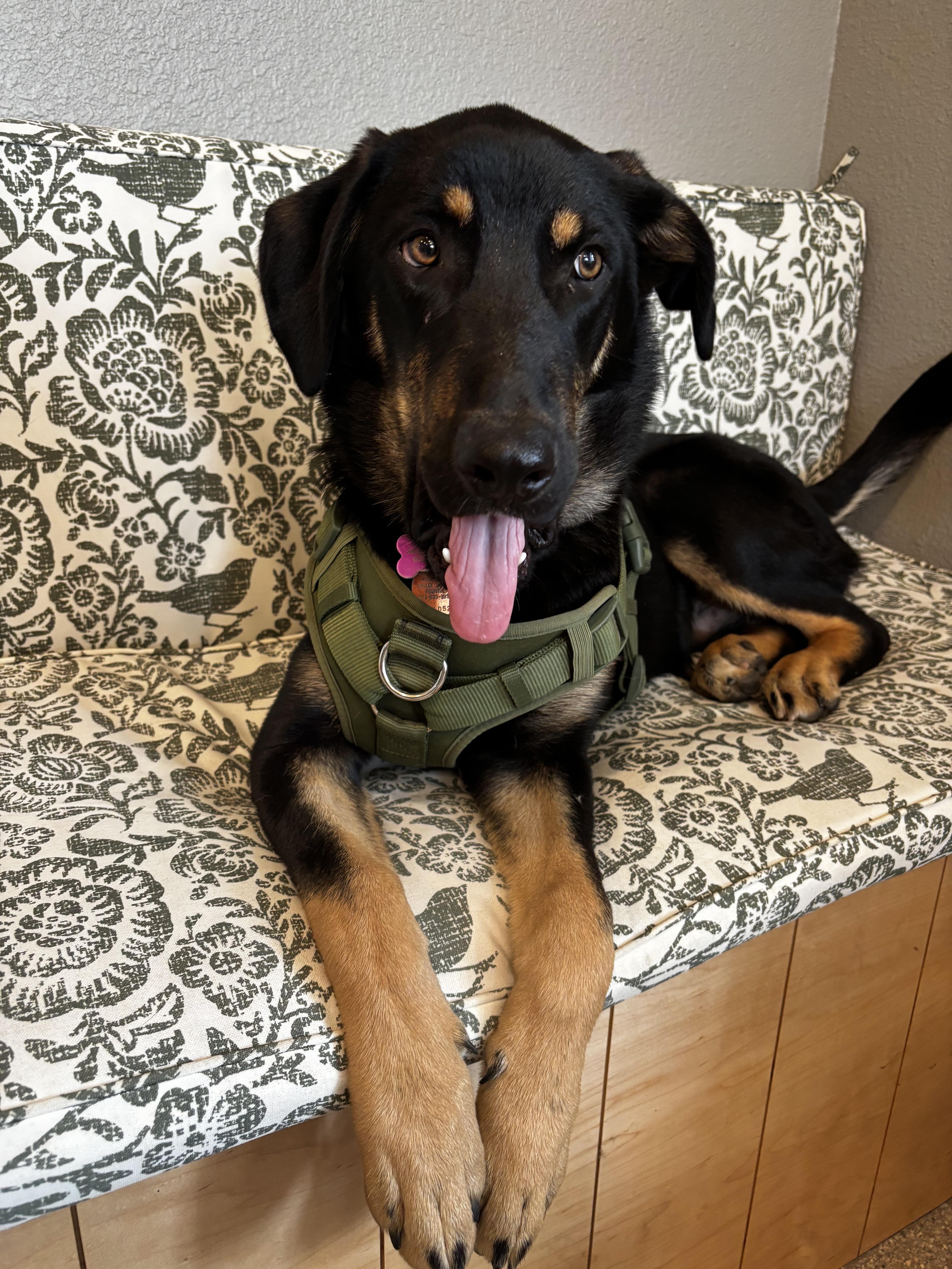 Colin, an adoptable mixed breed in Bryan, TX image 3/6