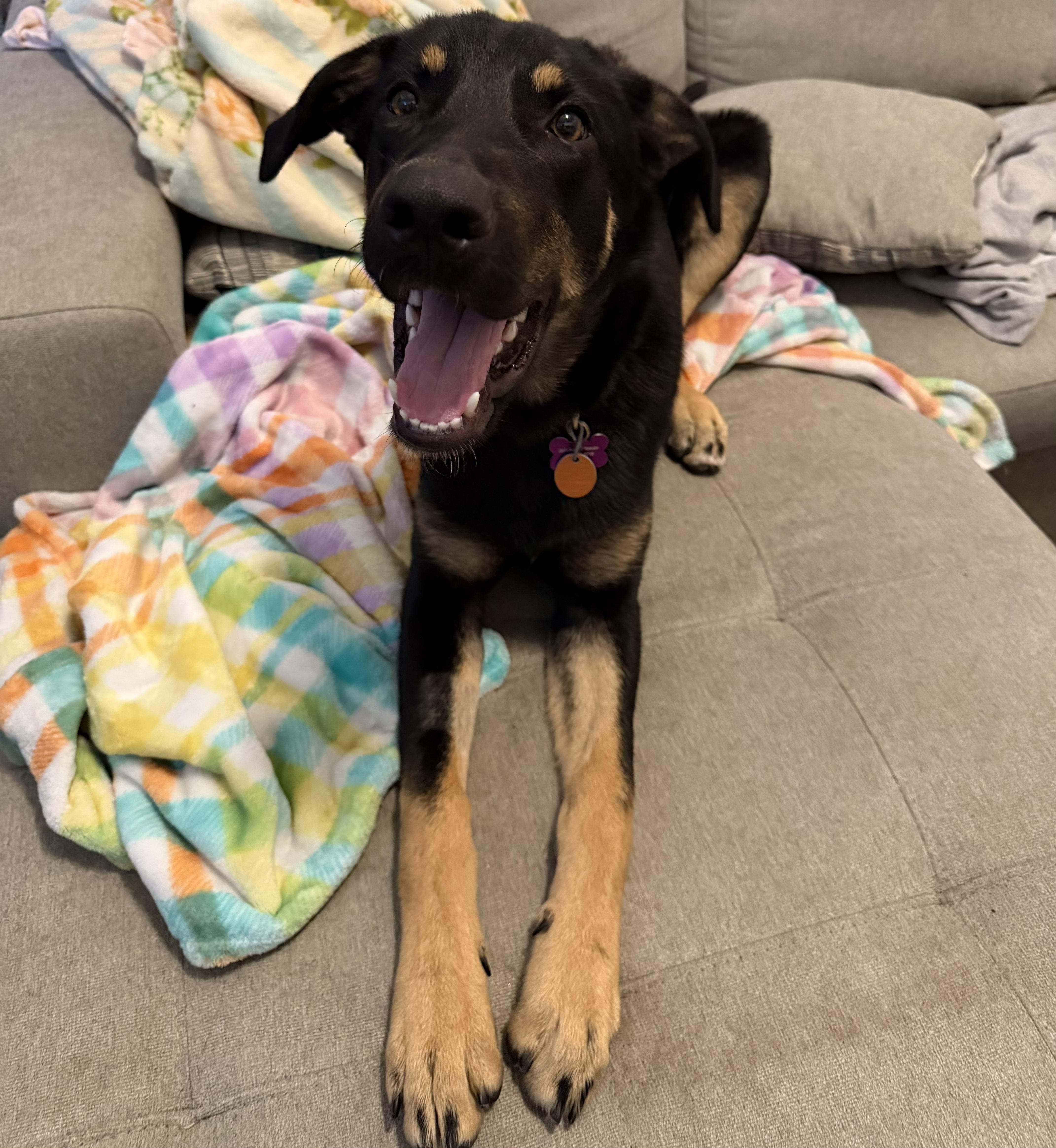 Colin, adoptable, Puppy Male German Shepherd Dog & Australian Shepherd.