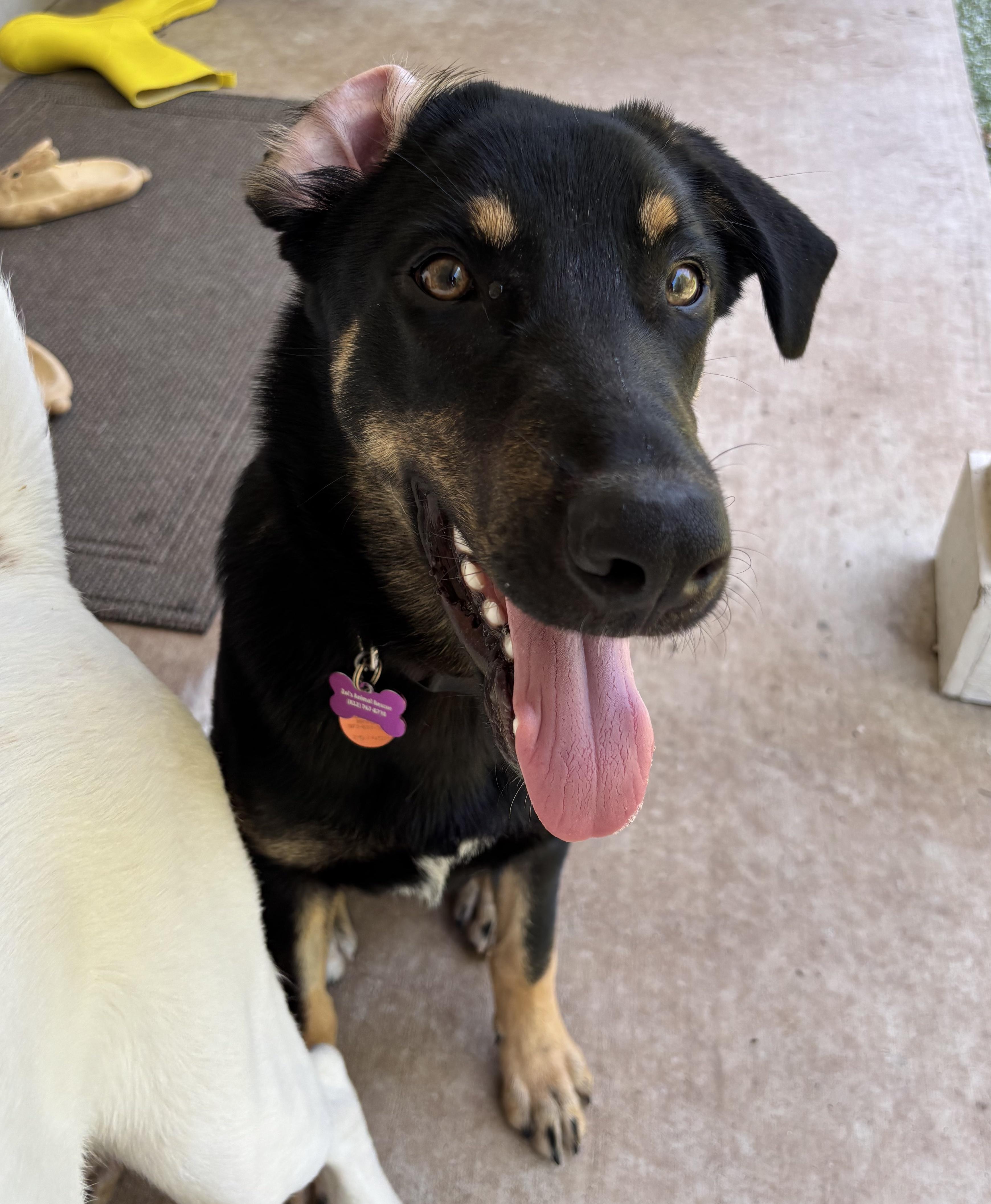 Enlarge Colin, an adoptable mixed breed in Bryan, TX image 2/2
