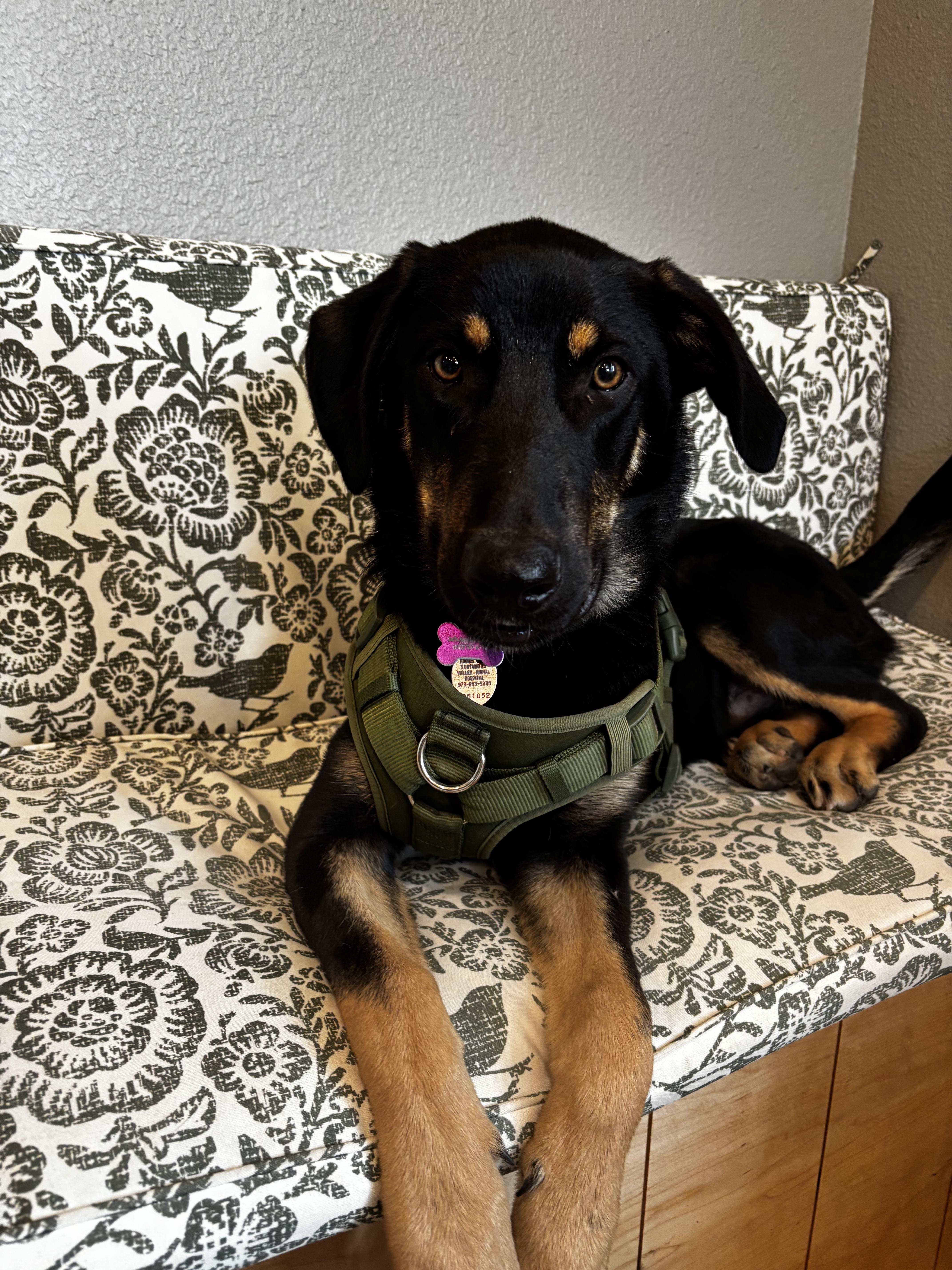 Colin, an adoptable mixed breed in Bryan, TX image 6/6