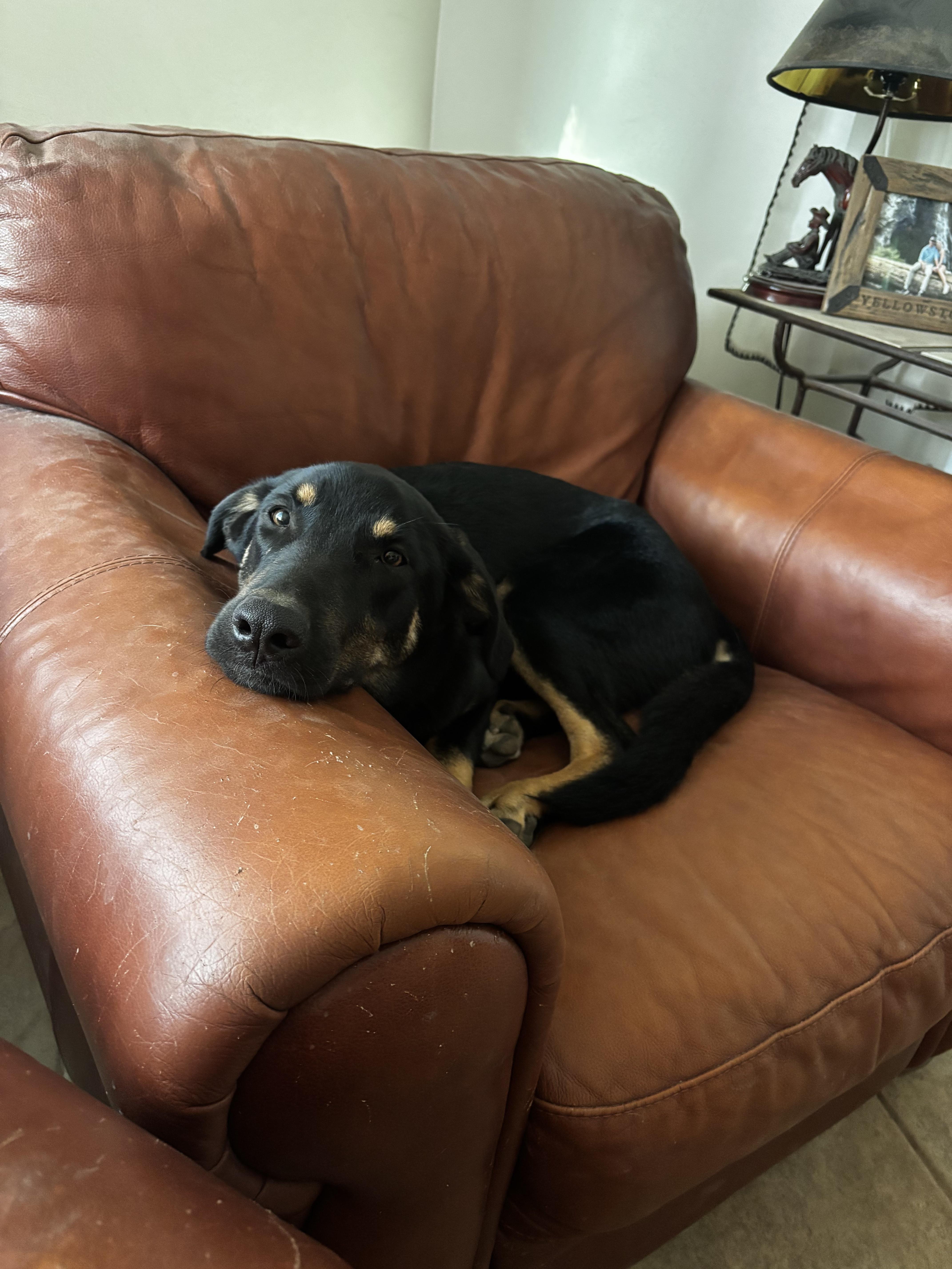 Colin, an adoptable mixed breed in Bryan, TX image 4/6