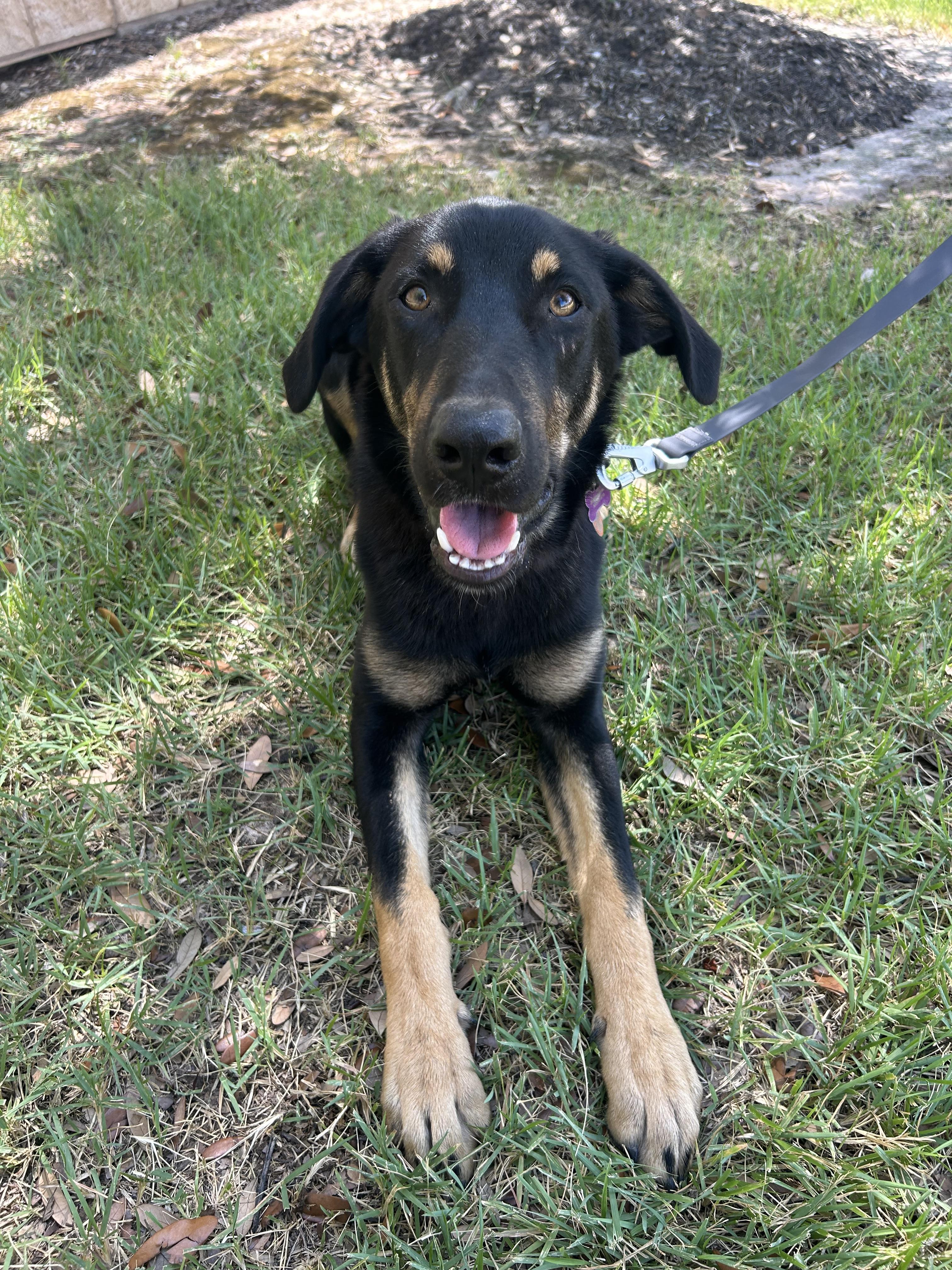 Enlarge Colin, a Adoptable mixed breed in Bryan, TX image 2/6
