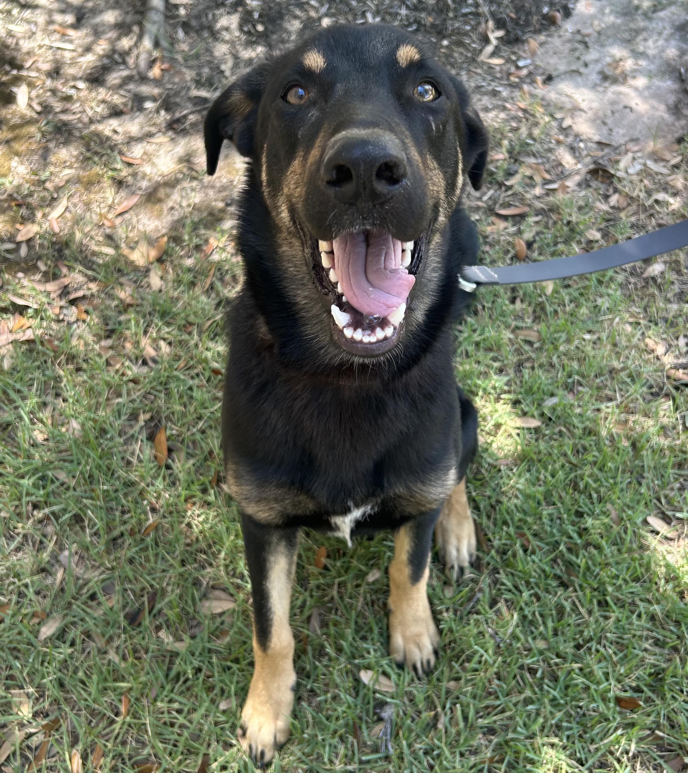 Enlarge Colin, a Adoptable mixed breed in Bryan, TX image 1/6