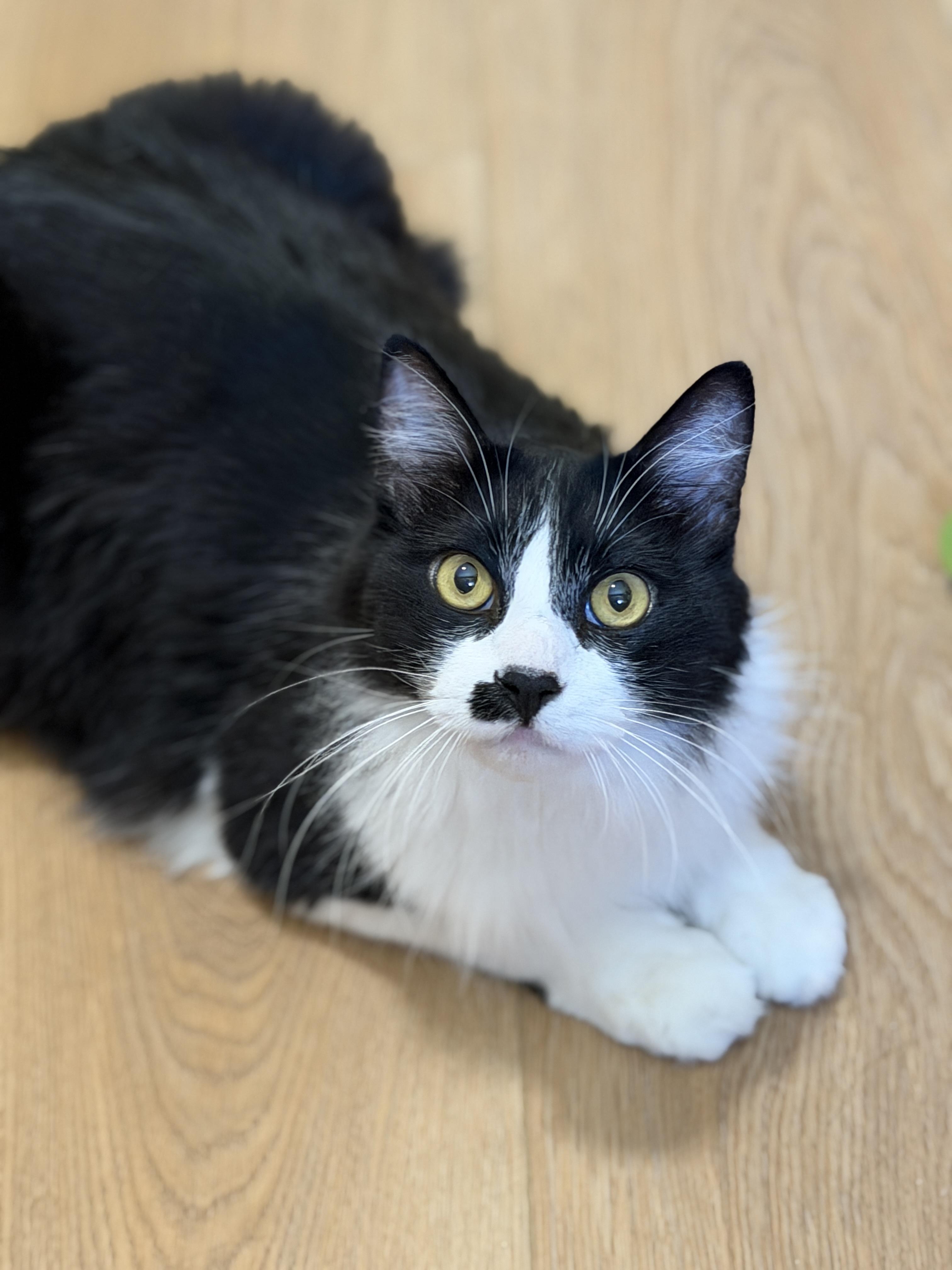 Barley, Adoptable, Adult Male Domestic Medium Hair.