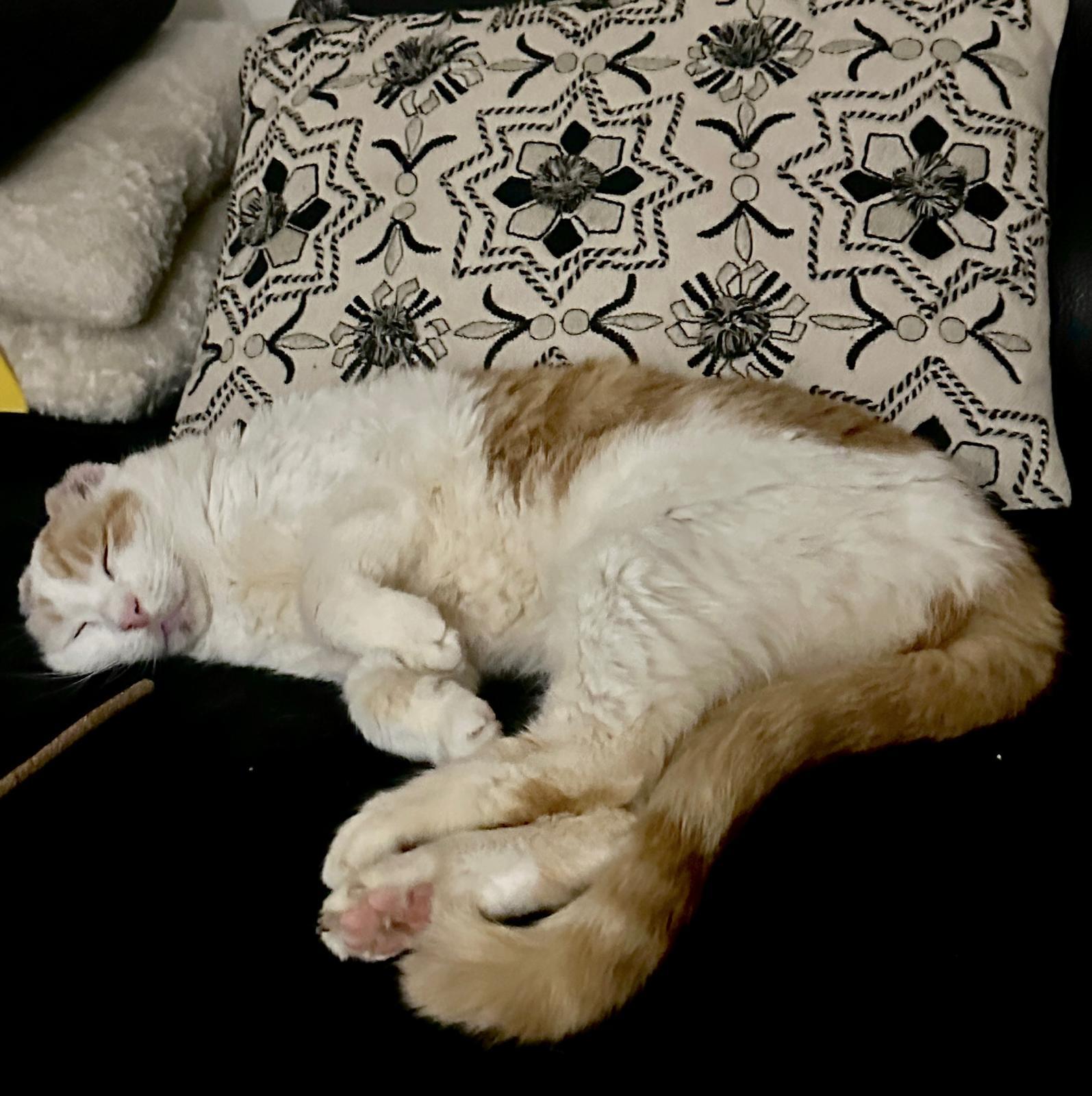 Enlarge Snowball, a Adoptable Domestic Short Hair in Miami Beach, FL image 3/5