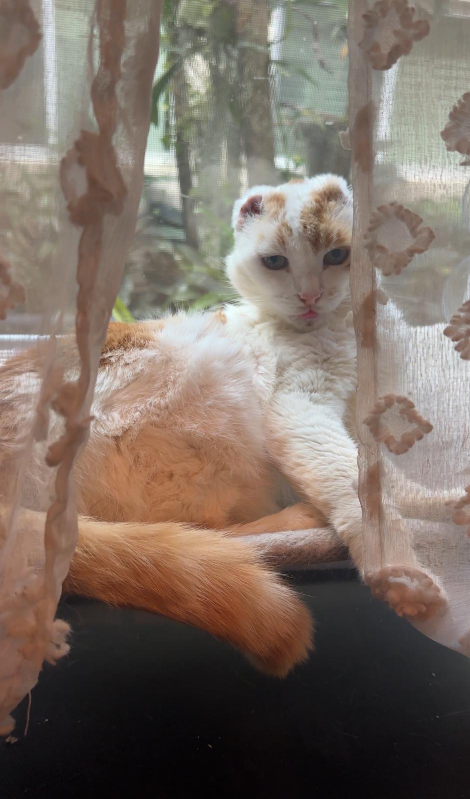 Enlarge Snowball, a Adoptable Domestic Short Hair in Miami Beach, FL image 4/5