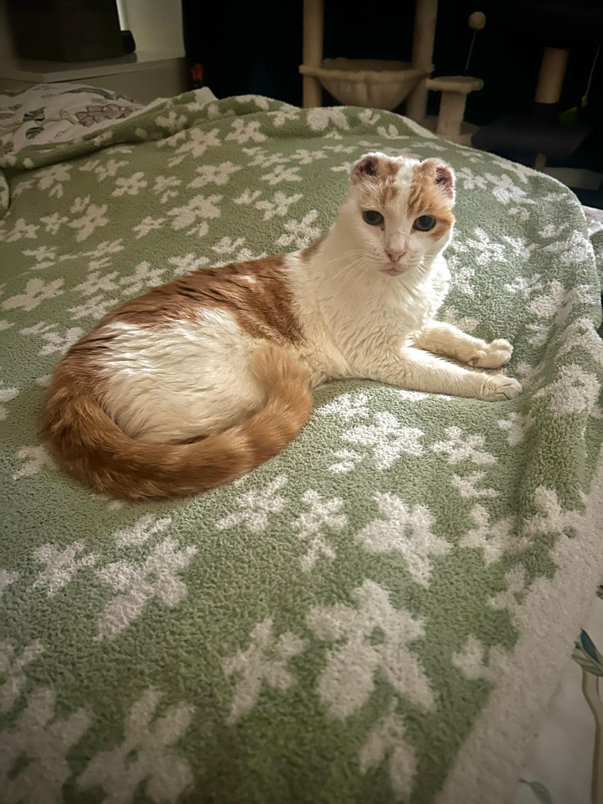 Enlarge Snowball, a Adoptable Domestic Short Hair in Miami Beach, FL image 2/5