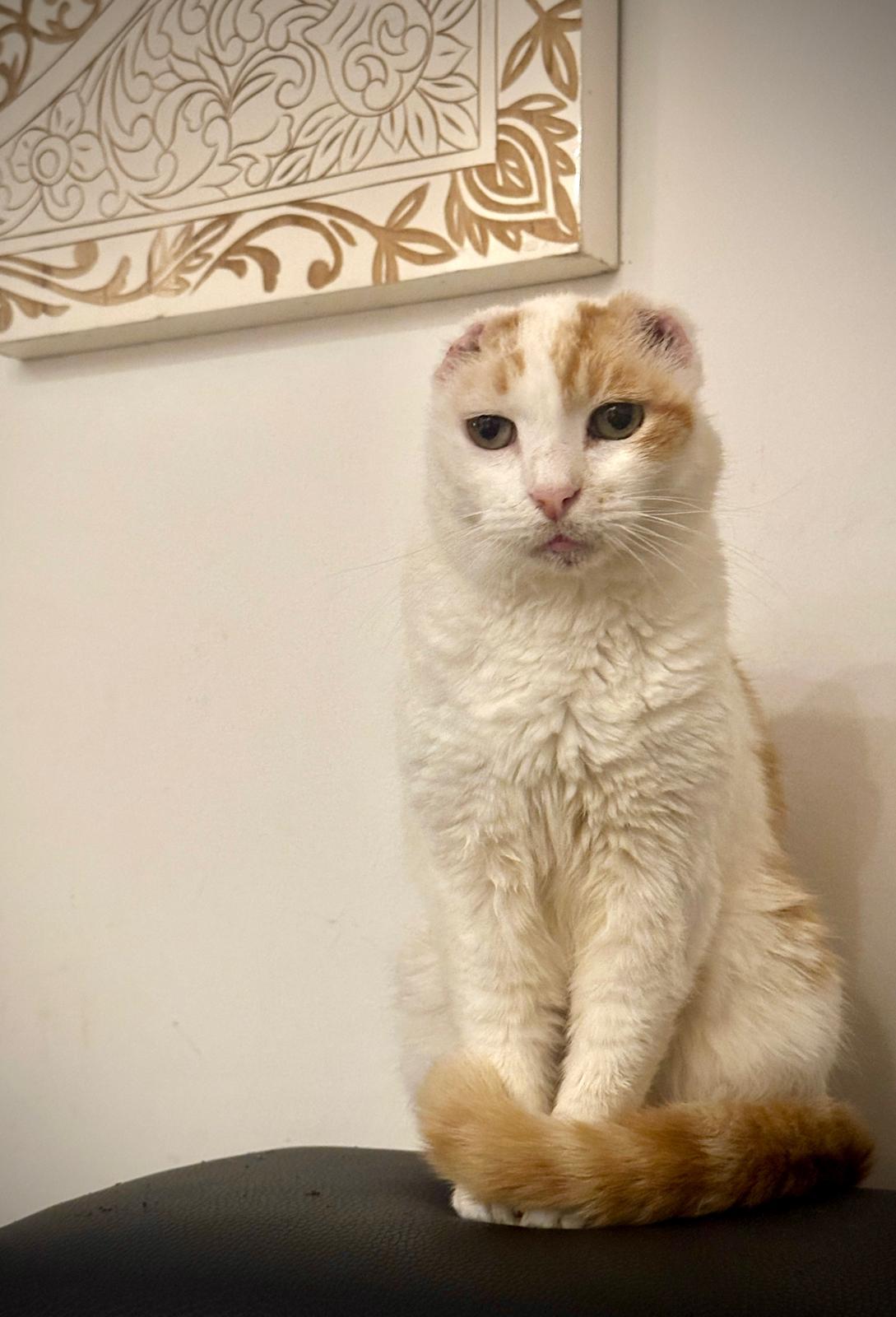 Enlarge Snowball, a Adoptable Domestic Short Hair in Miami Beach, FL image 1/5