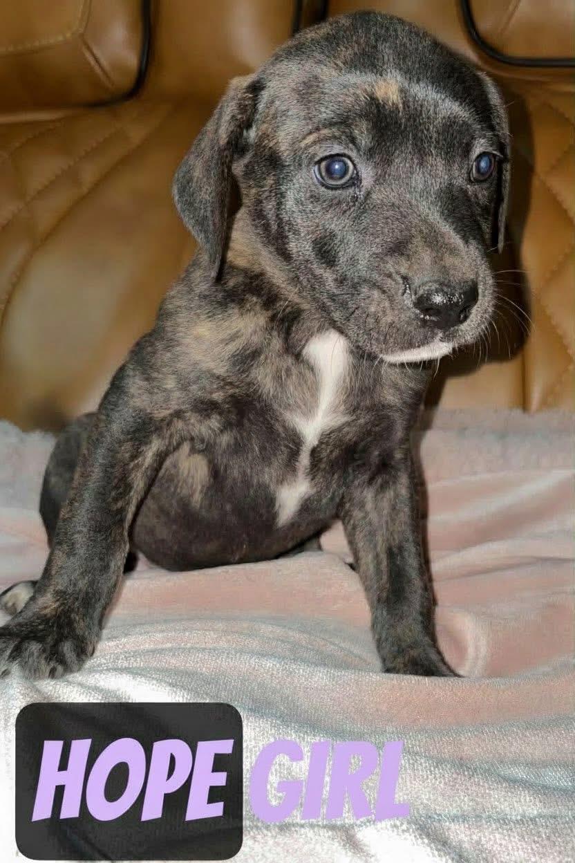 H litter hope, Adoptable, Puppy Female Pit Bull Terrier.