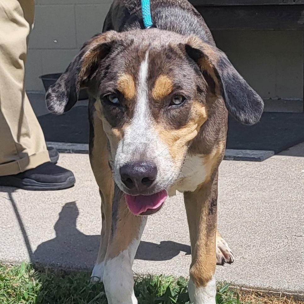 Duke, a ADOPTABLE mixed breed in Rockdale, TX image 2/2