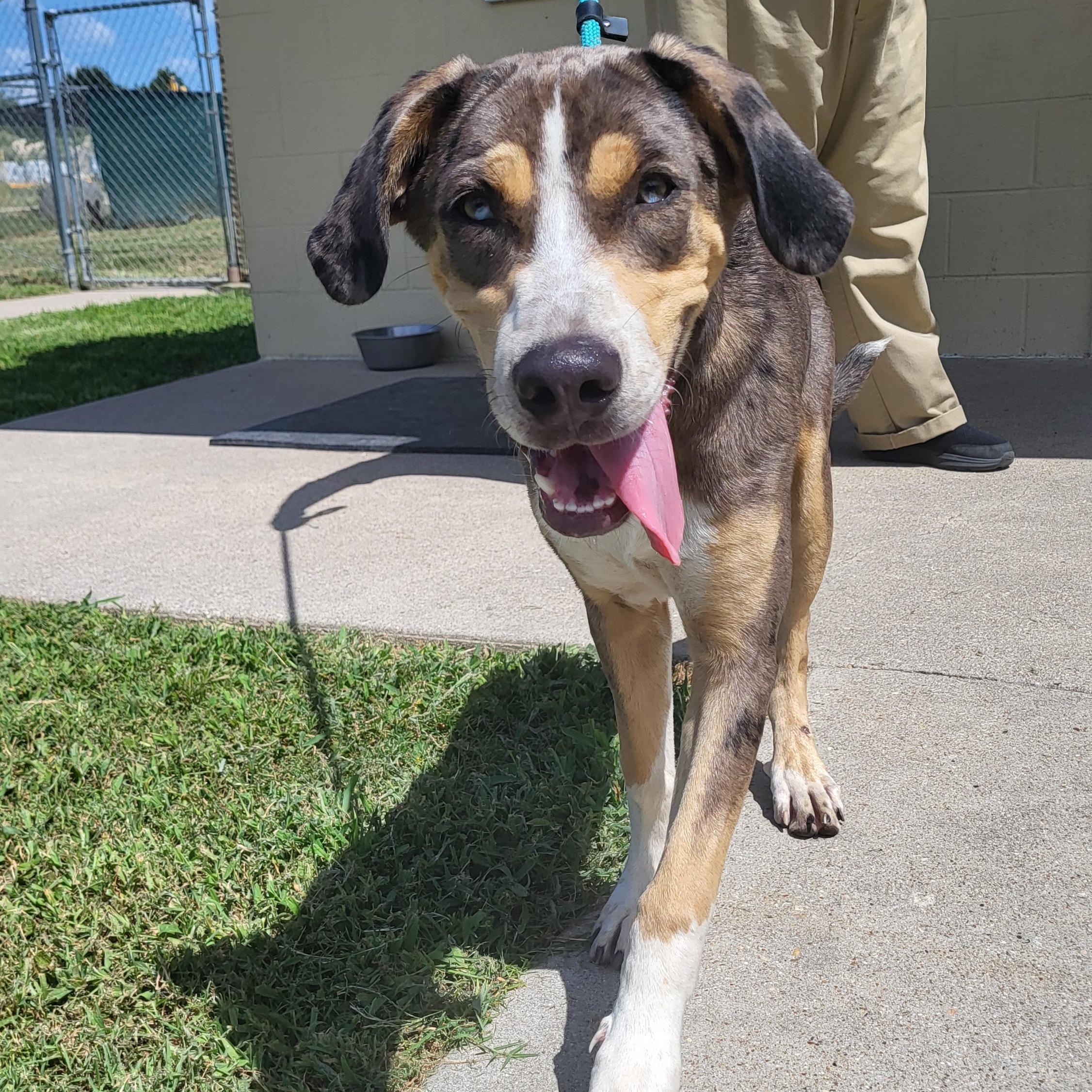 Duke, a ADOPTABLE mixed breed in Rockdale, TX image 1/2