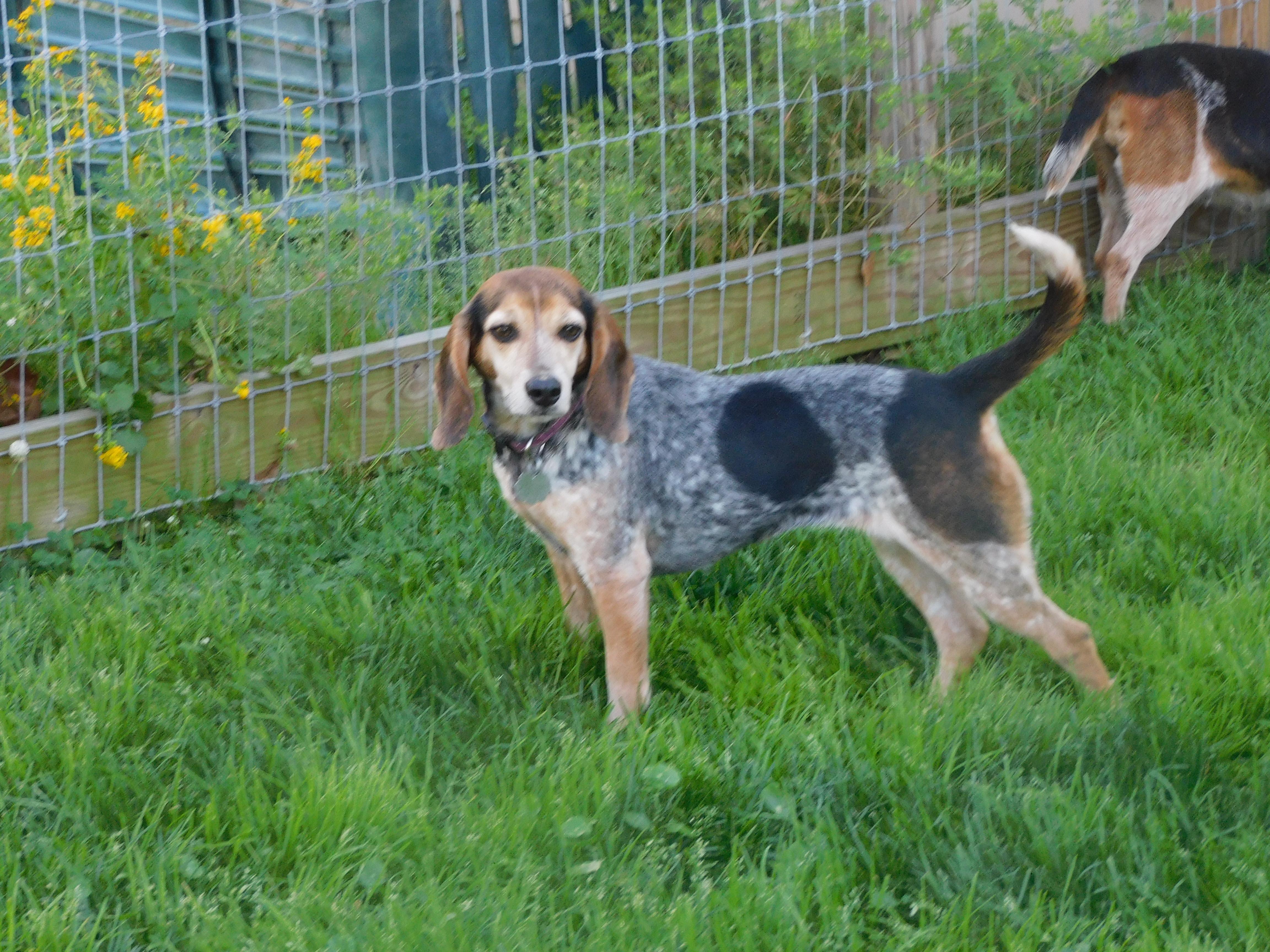 Enlarge Rory, an adopted Beagle in Prairieville, LA image 4/6