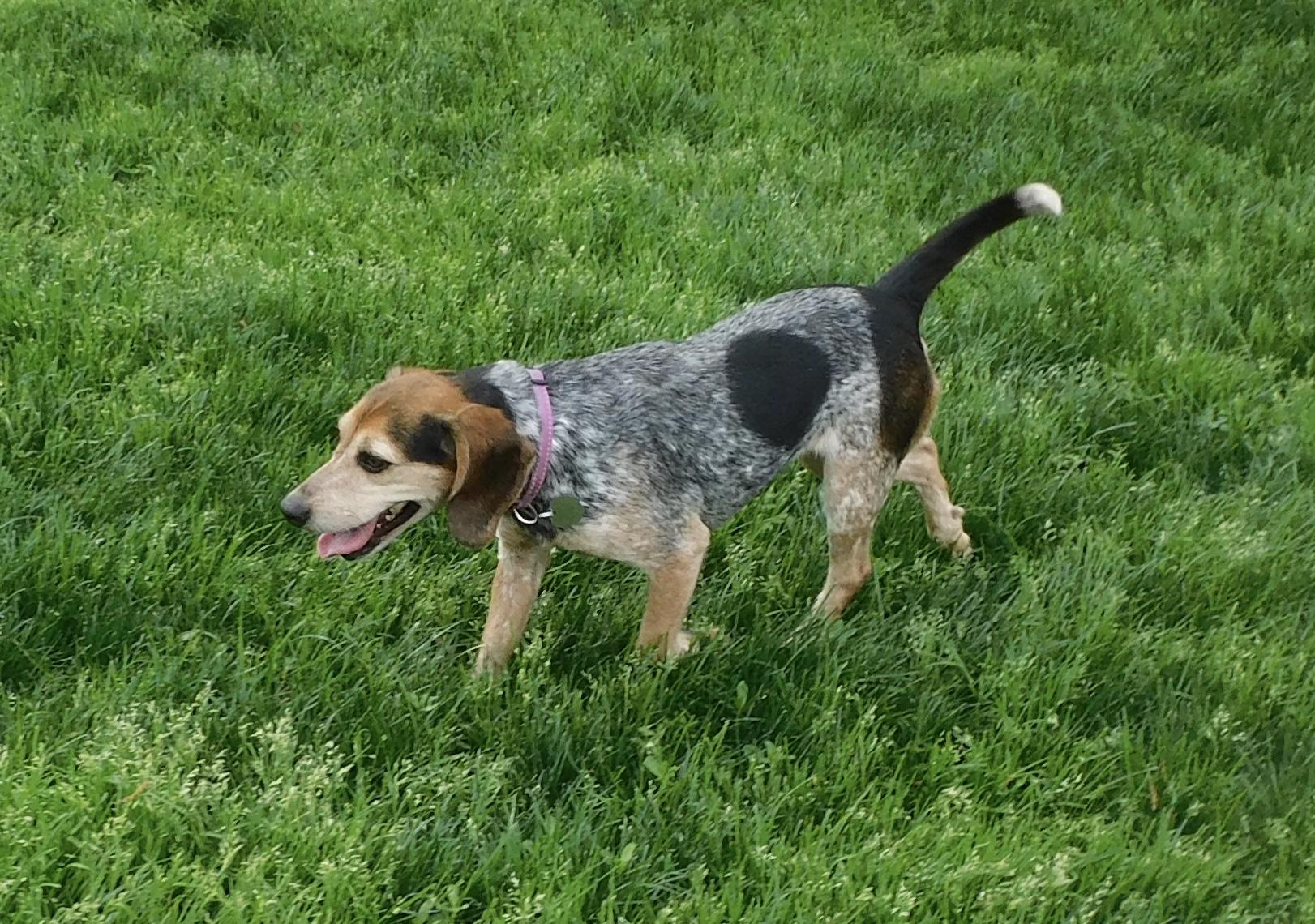 Enlarge Rory, an adopted Beagle in Prairieville, LA image 6/6