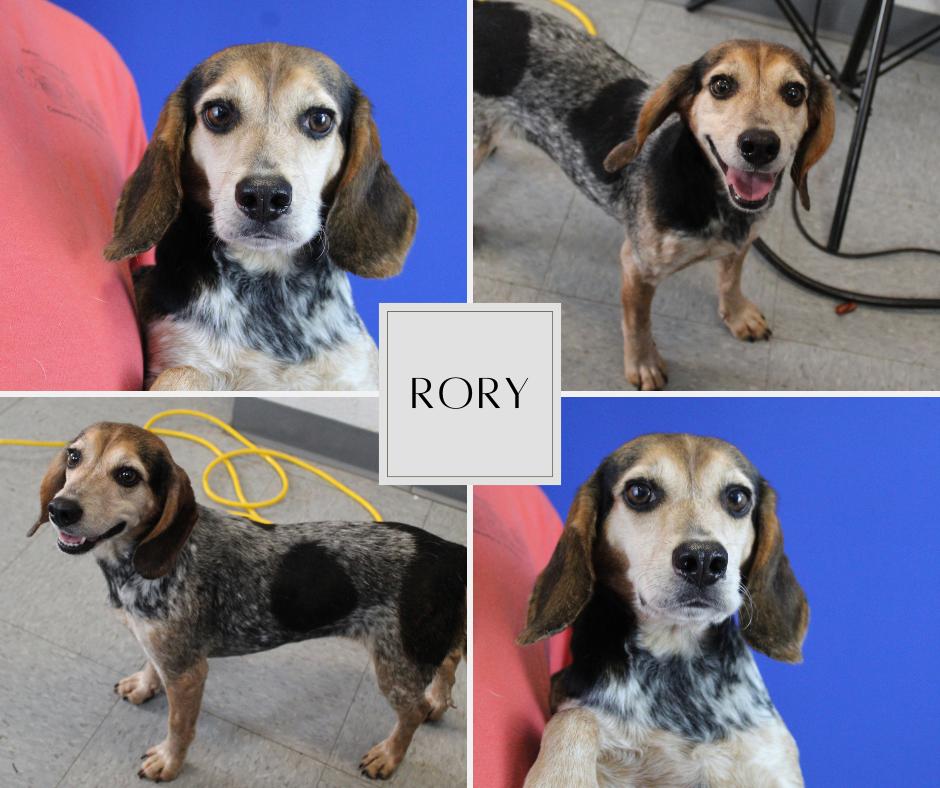 Enlarge Rory, an adopted Beagle in Prairieville, LA image 3/6