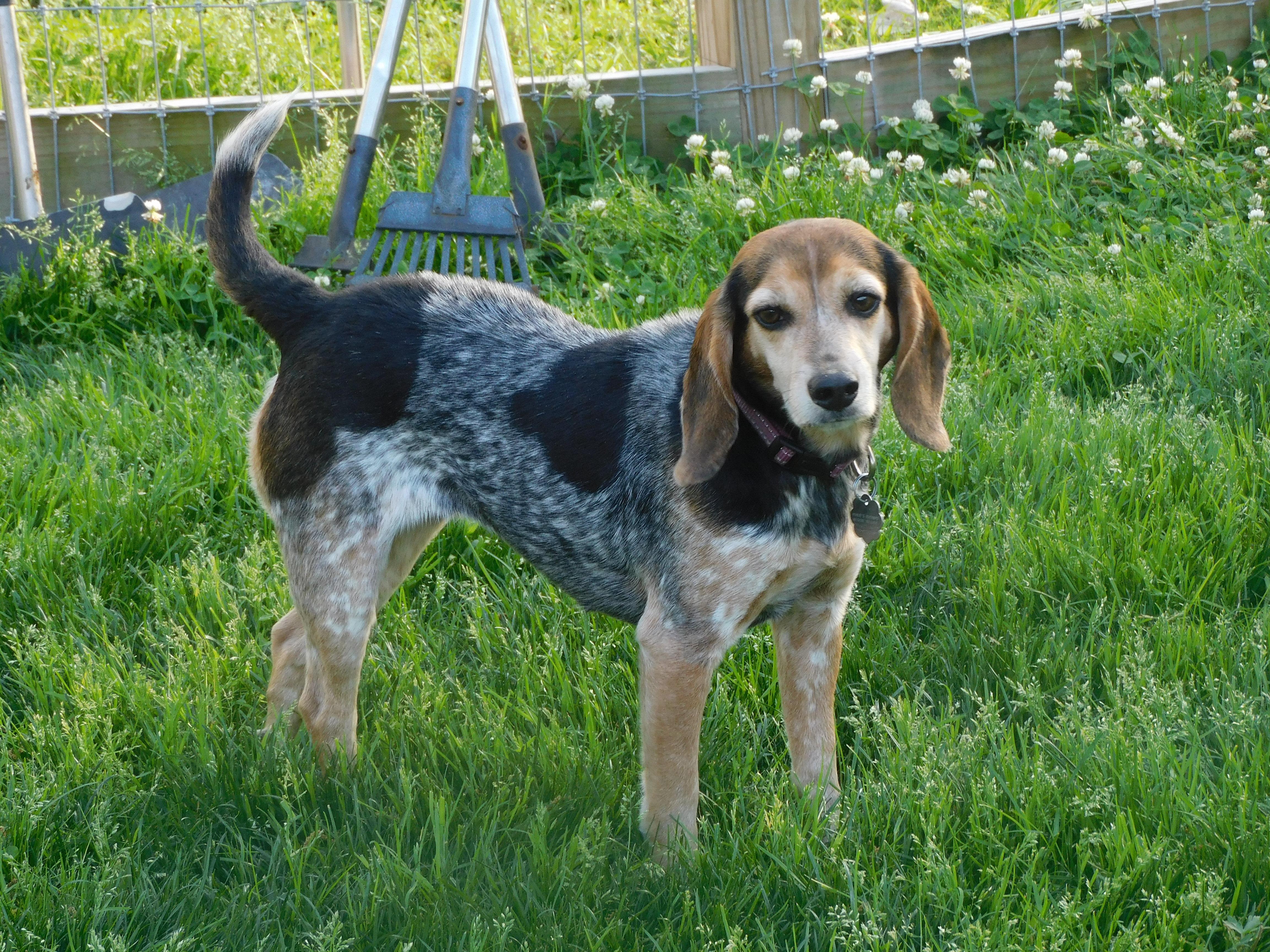 Enlarge Rory, an adopted Beagle in Prairieville, LA image 2/6