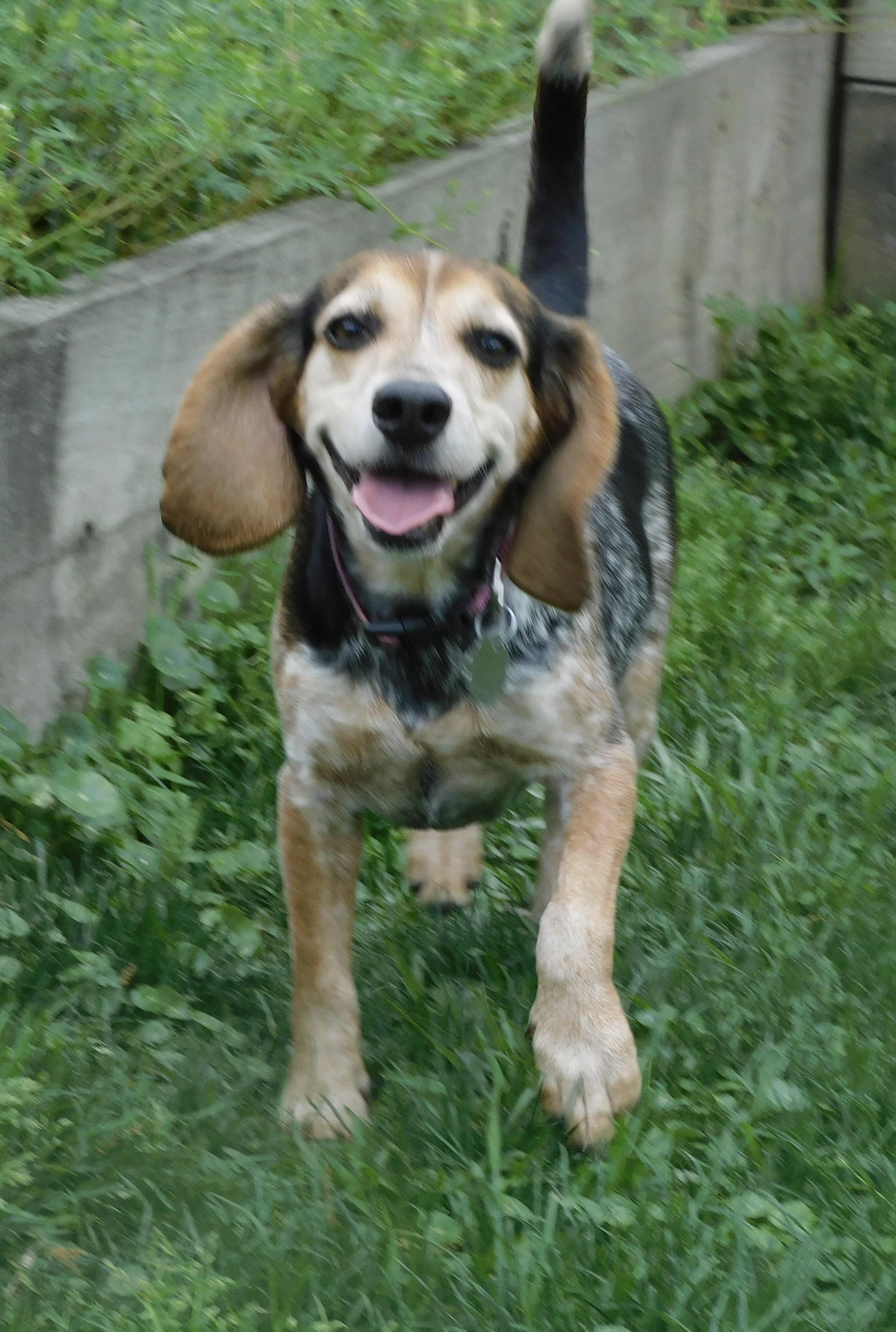 Enlarge Rory, an adopted Beagle in Prairieville, LA image 5/6