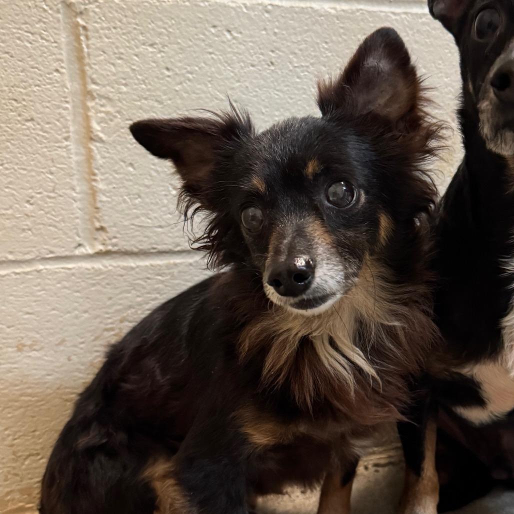 Grizzly, Adoptable, Senior Male Chihuahua & Dachshund.