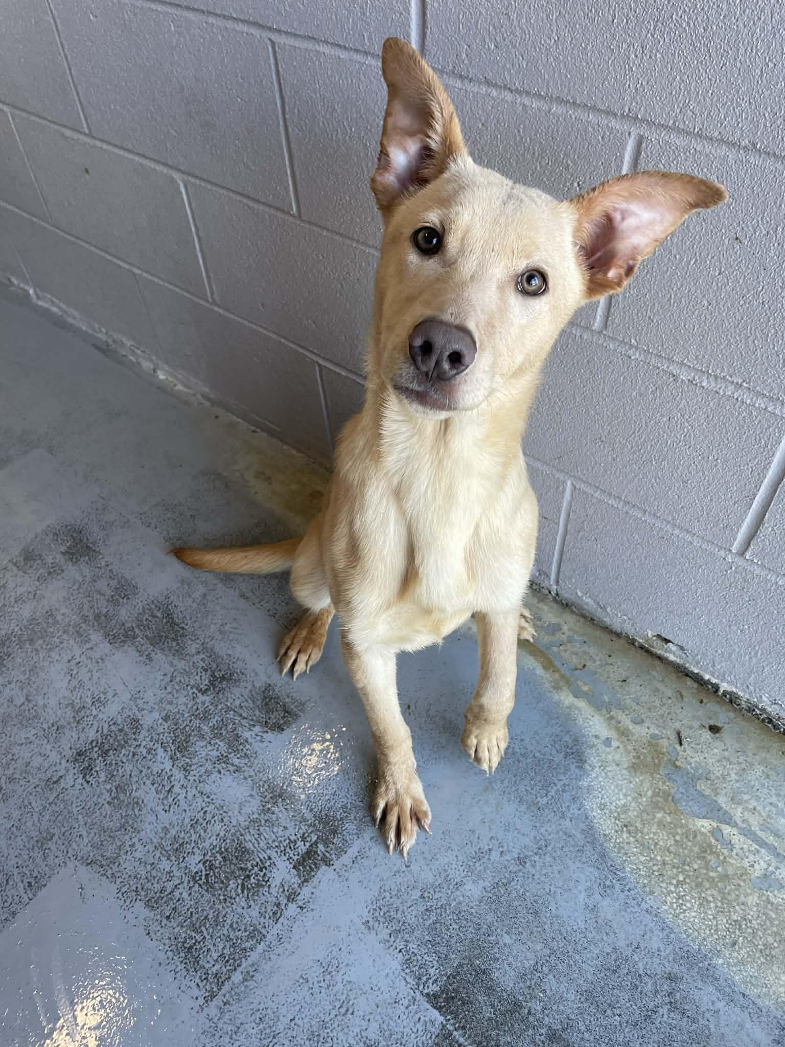Eric, ADOPTABLE, Young Male Shepherd.
