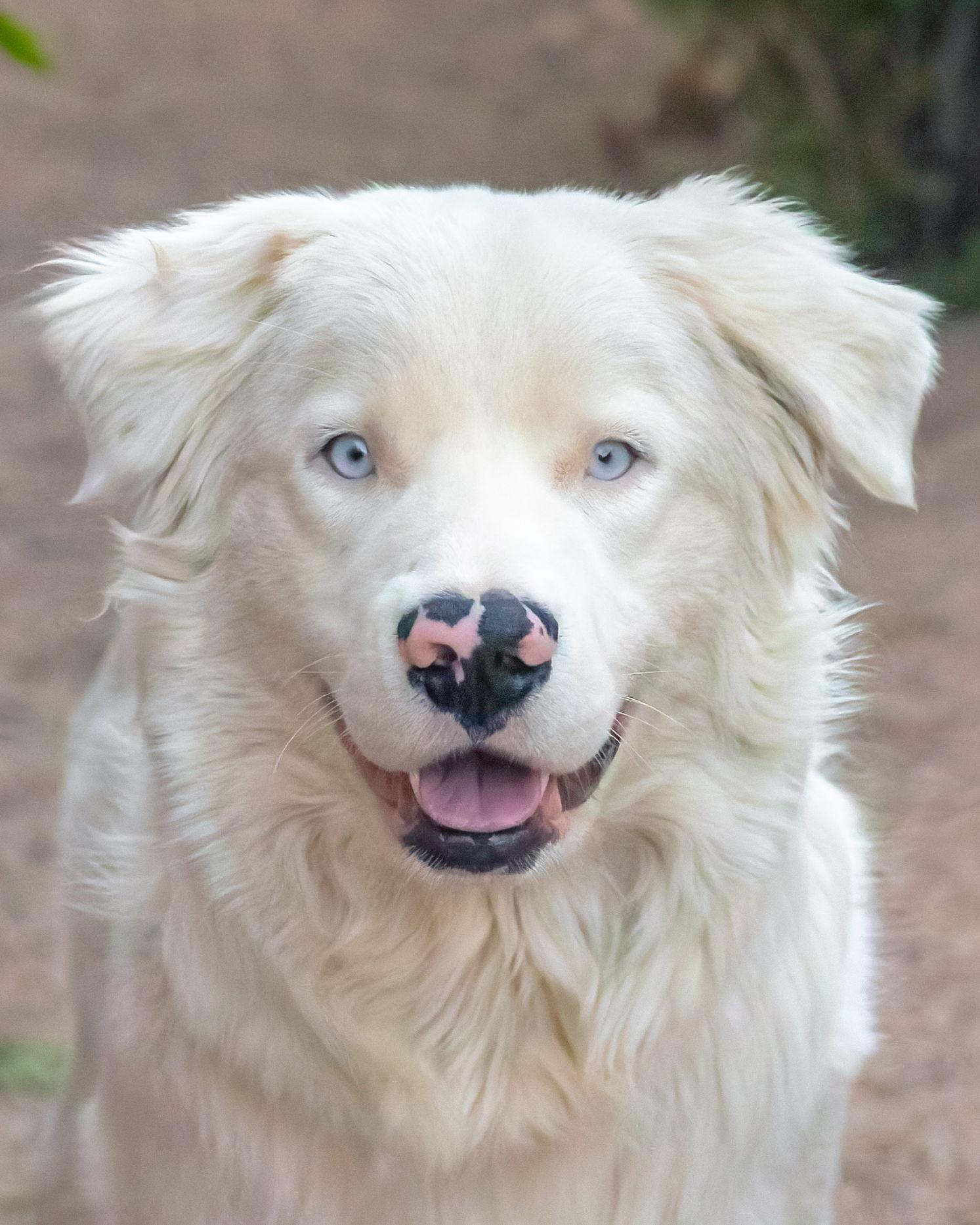 MOOSE, Adoptable, Young Male Australian Shepherd & Golden Retriever.