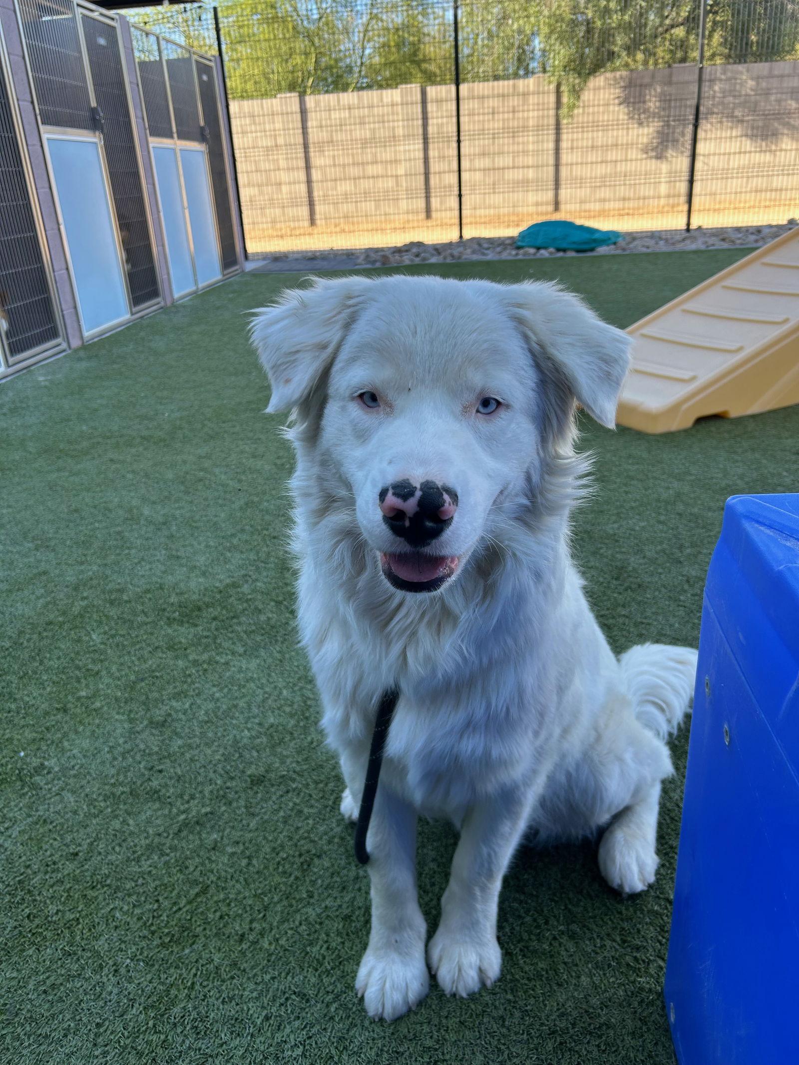 MOOSE, Adoptable, Young Male Australian Shepherd & Golden Retriever.
