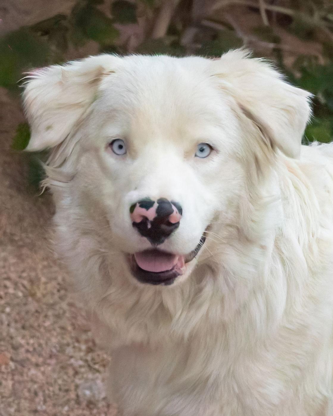 Enlarge MOOSE, a Adoptable mixed breed in Scottsdale, AZ image 2/3