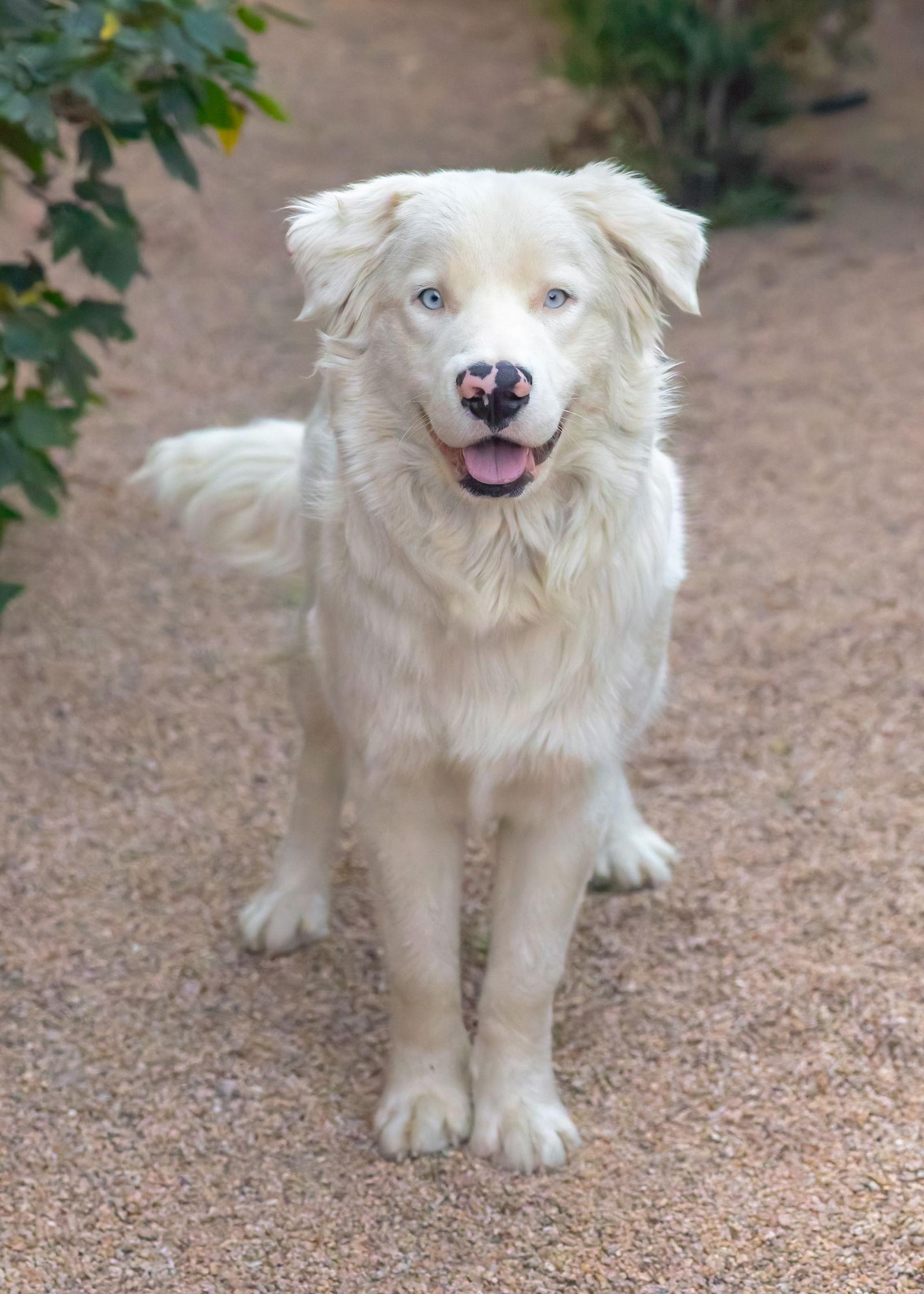 Enlarge MOOSE, a Adoptable mixed breed in Scottsdale, AZ image 3/3