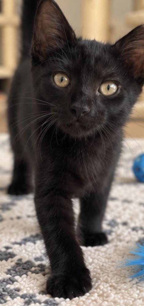 Enlarge Tison, a Adoptable mixed breed in Randolph, MA image 2/3