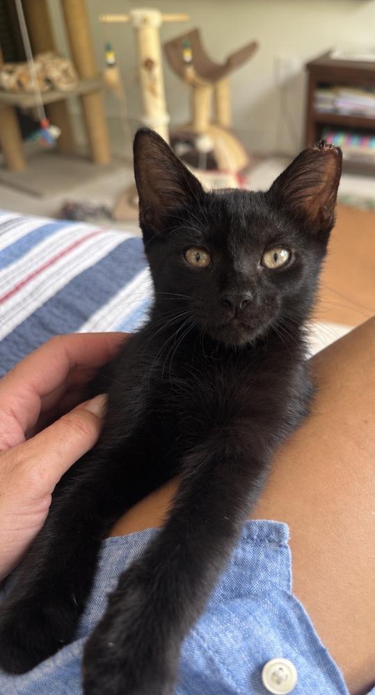 Enlarge Tison, a Adoptable mixed breed in Randolph, MA image 1/3