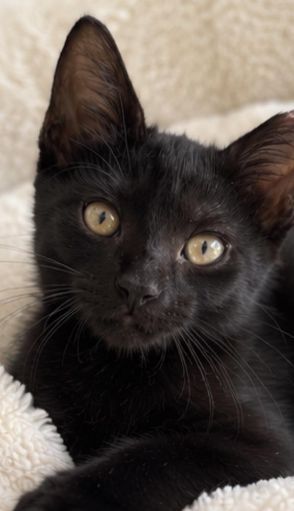 Enlarge Tison, a Adoptable mixed breed in Randolph, MA image 3/3