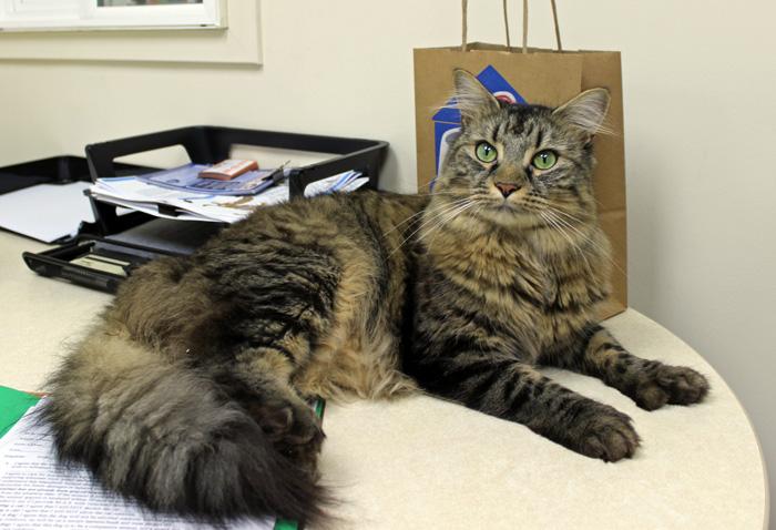 Loki, Adopted, Adult Male Domestic Medium Hair.