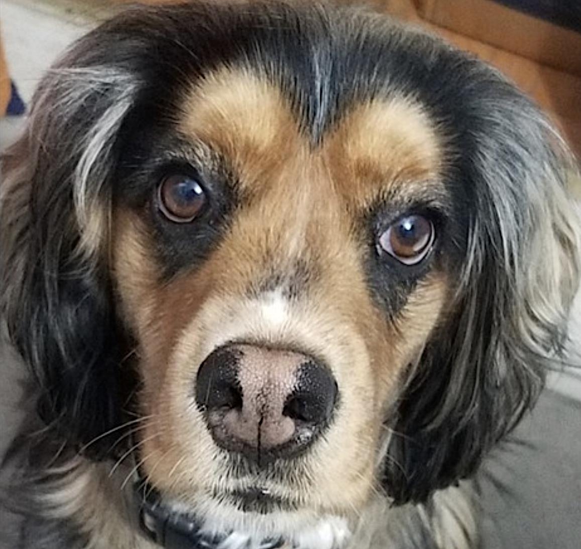 Brownie photo 4