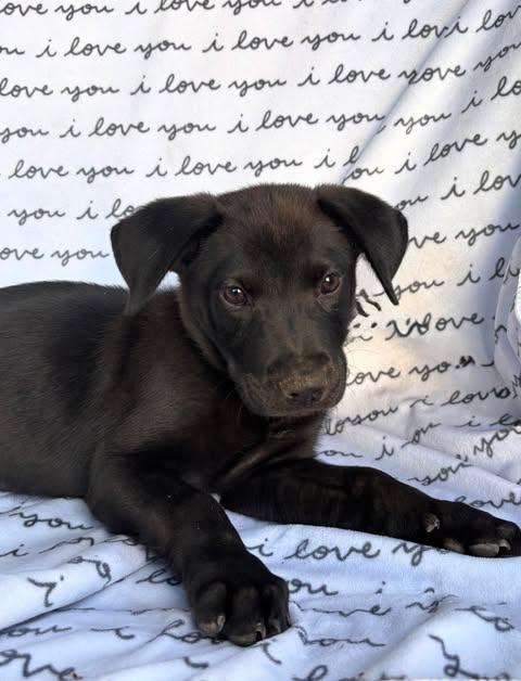 Bitchola, Adoptable, Puppy Female Labrador Retriever & Mixed Breed.