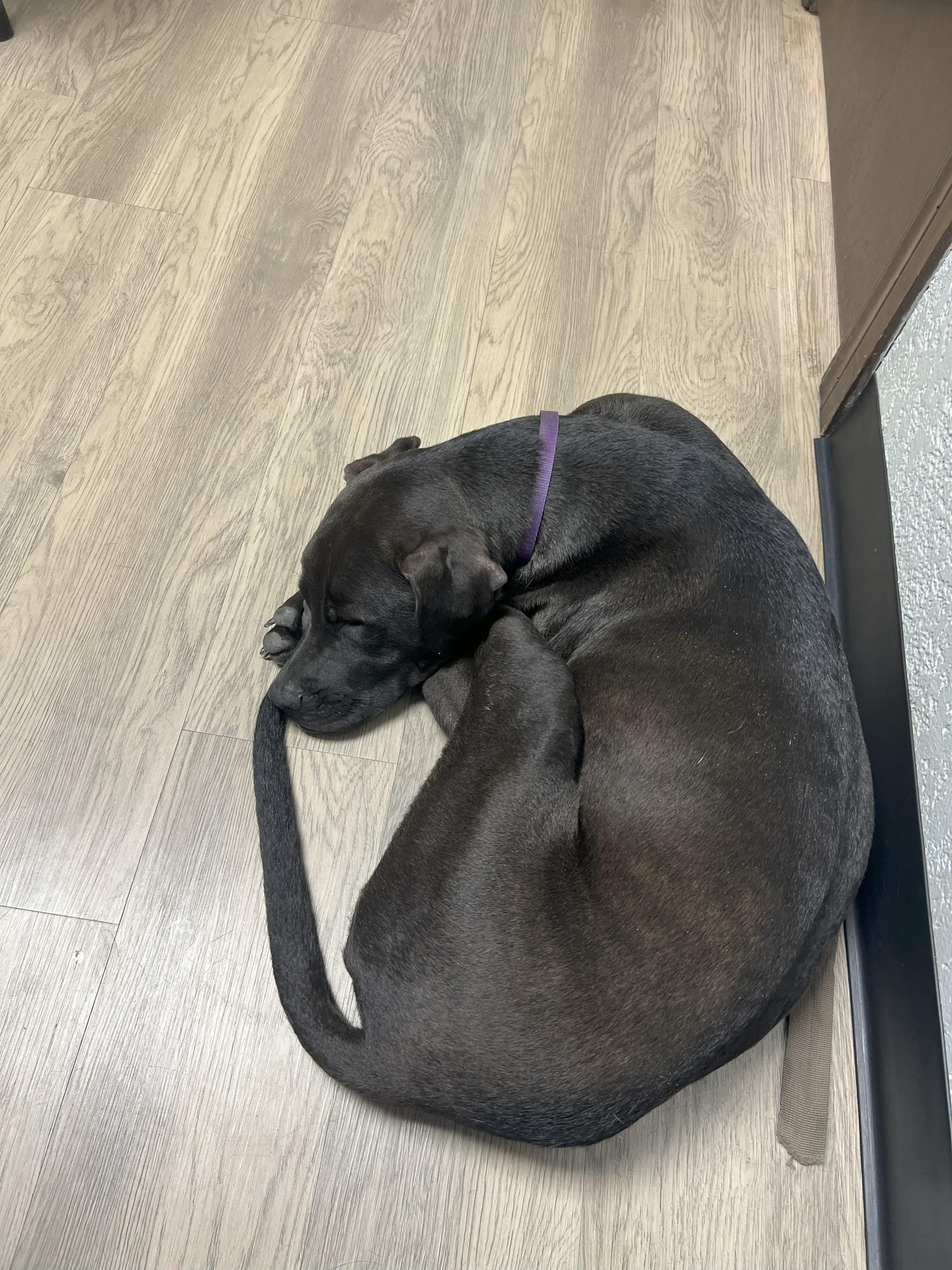 Maverick " Sweet lab mix family pet ", a Adoptable mixed breed in Flower Mound, TX image 1/4