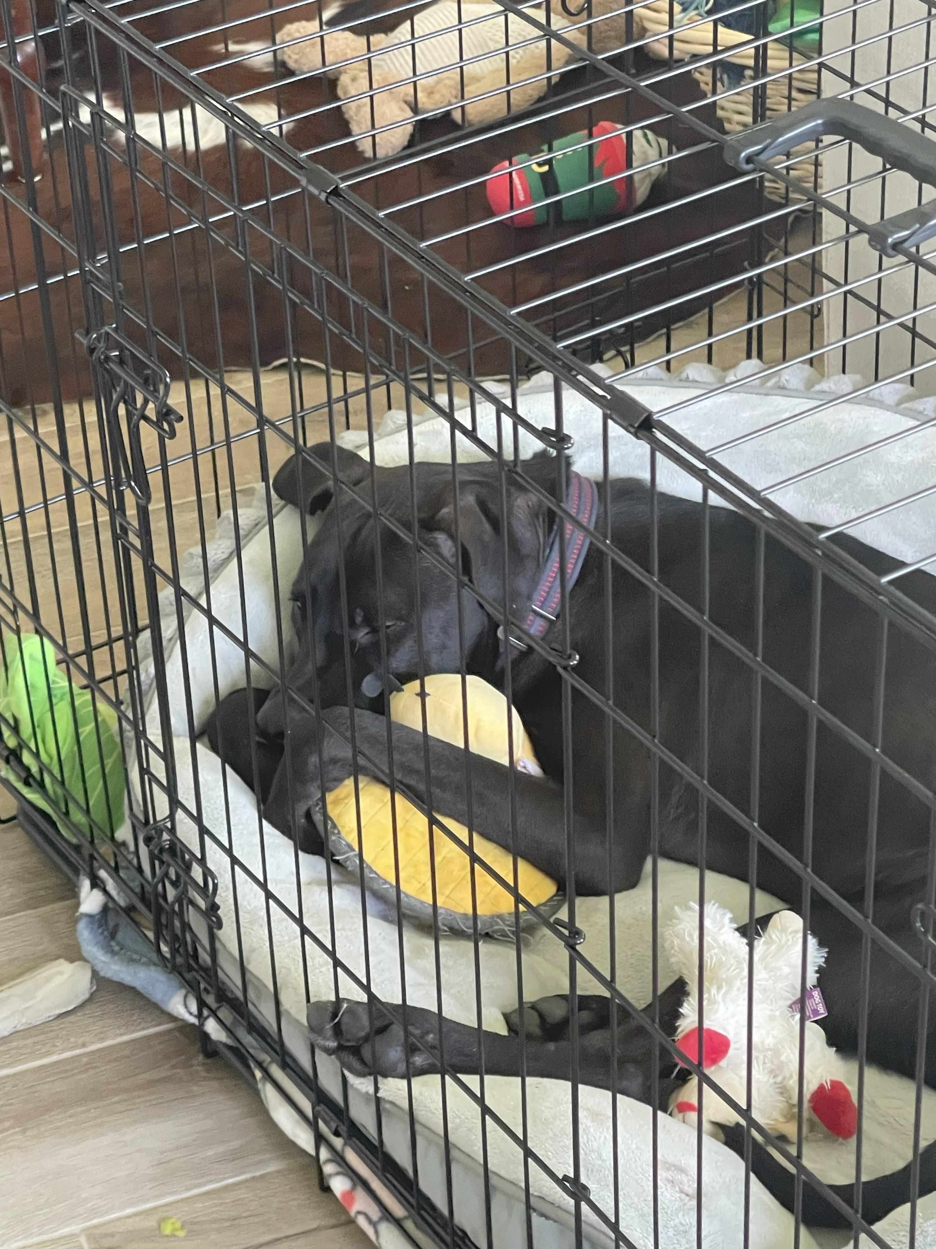 Maverick " Sweet lab mix family pet ", a Adoptable mixed breed in Flower Mound, TX image 2/4