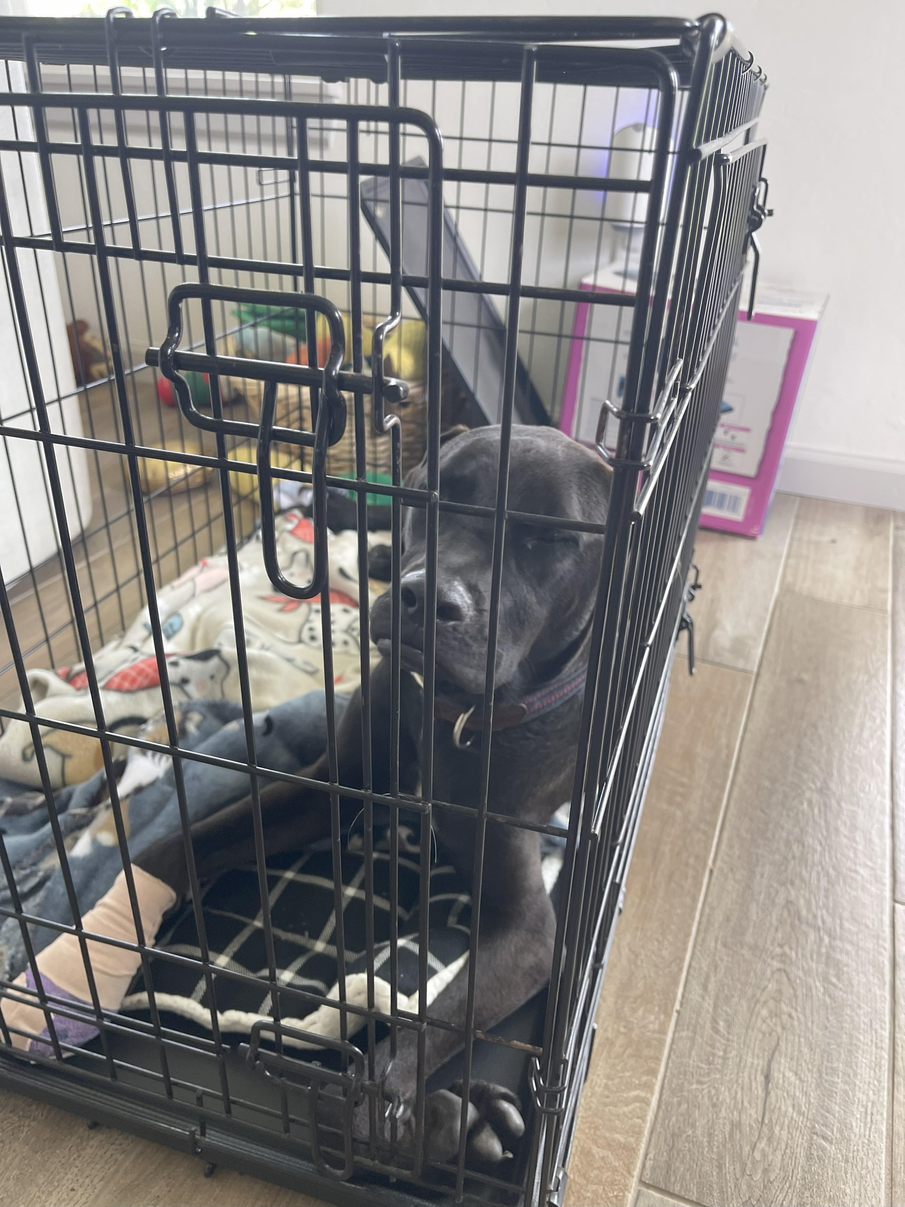 Maverick " Sweet Lab thumbnail 3