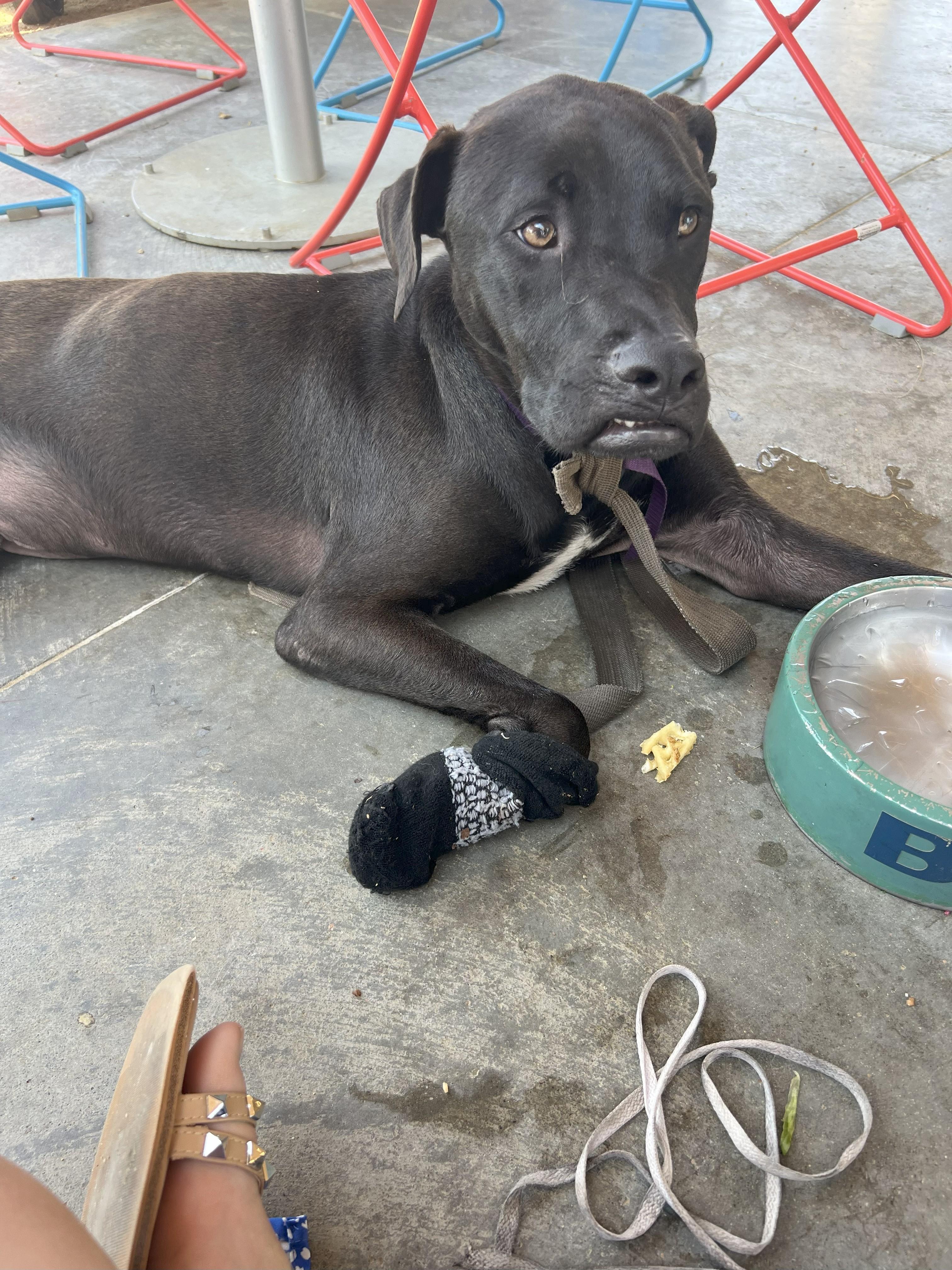 Maverick " Sweet Lab thumbnail 4