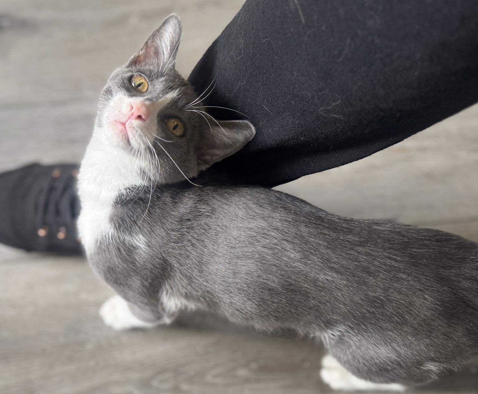 Alice, Adoptable, Young Female Domestic Short Hair.